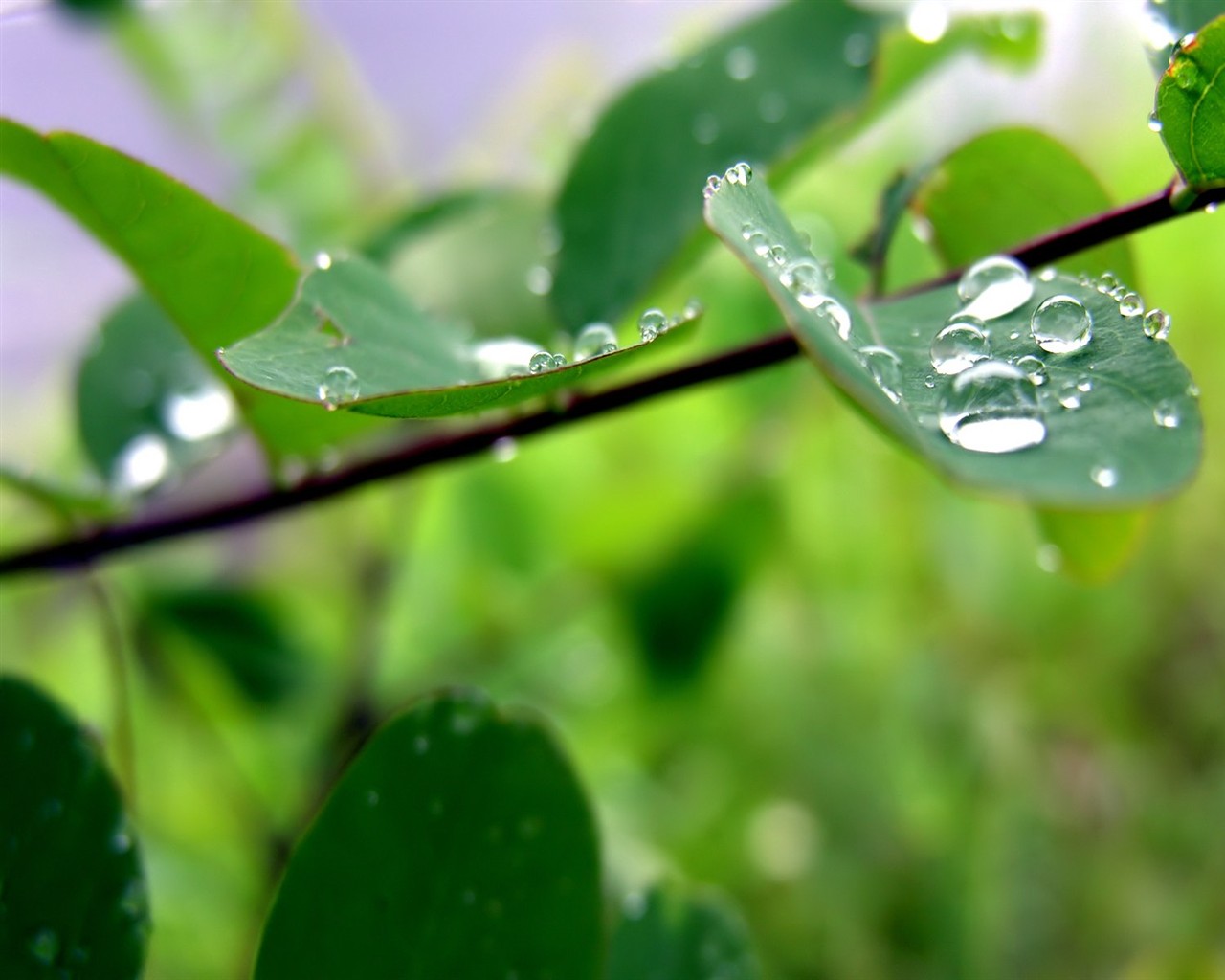 Vista 植物壁紙(八) #38 - 1280x1024