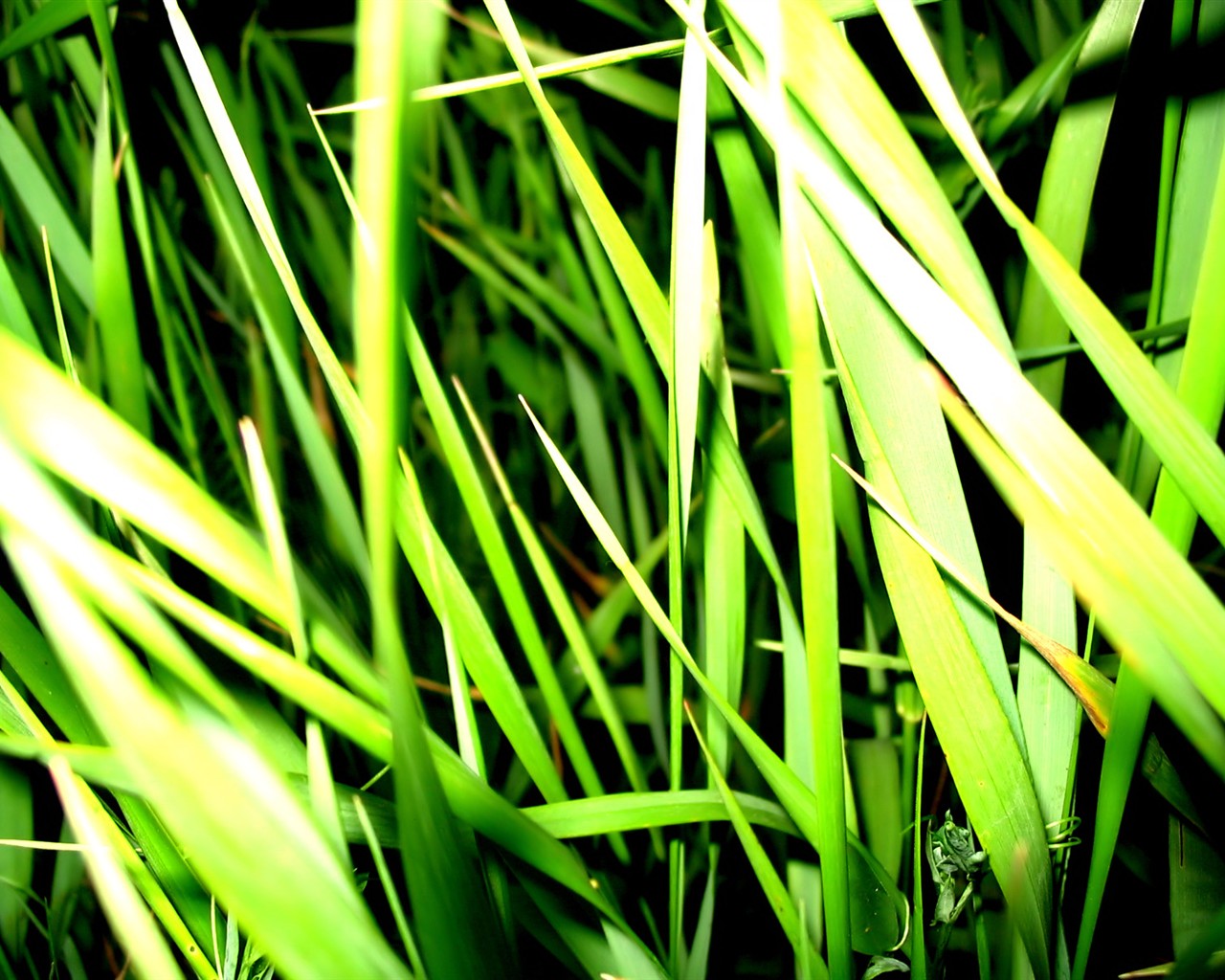 Vista 植物壁紙(八) #39 - 1280x1024