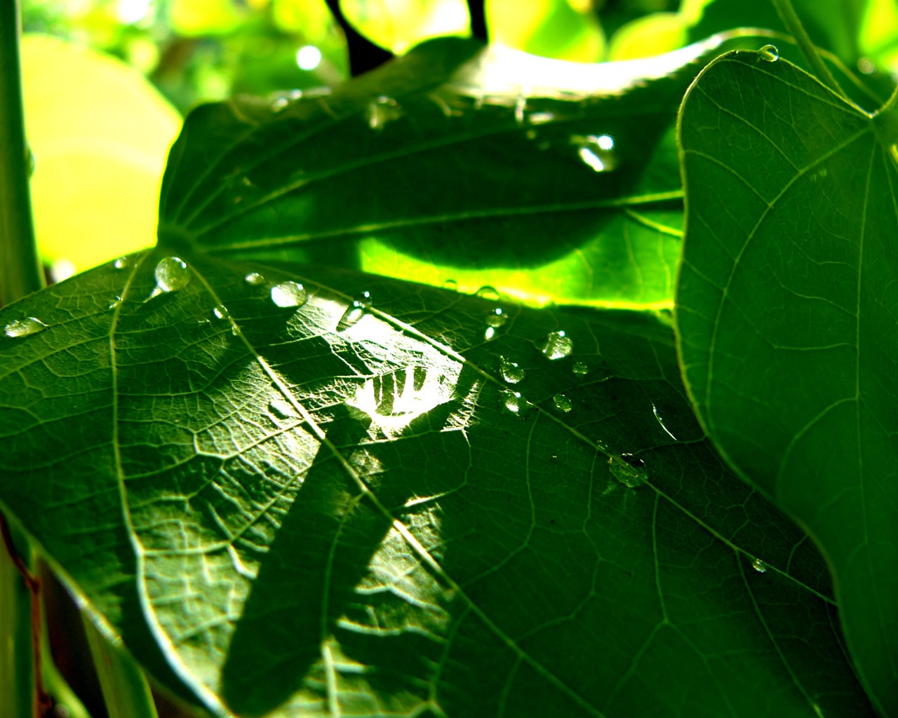 Vista 植物壁紙(八) #40 - 1280x1024