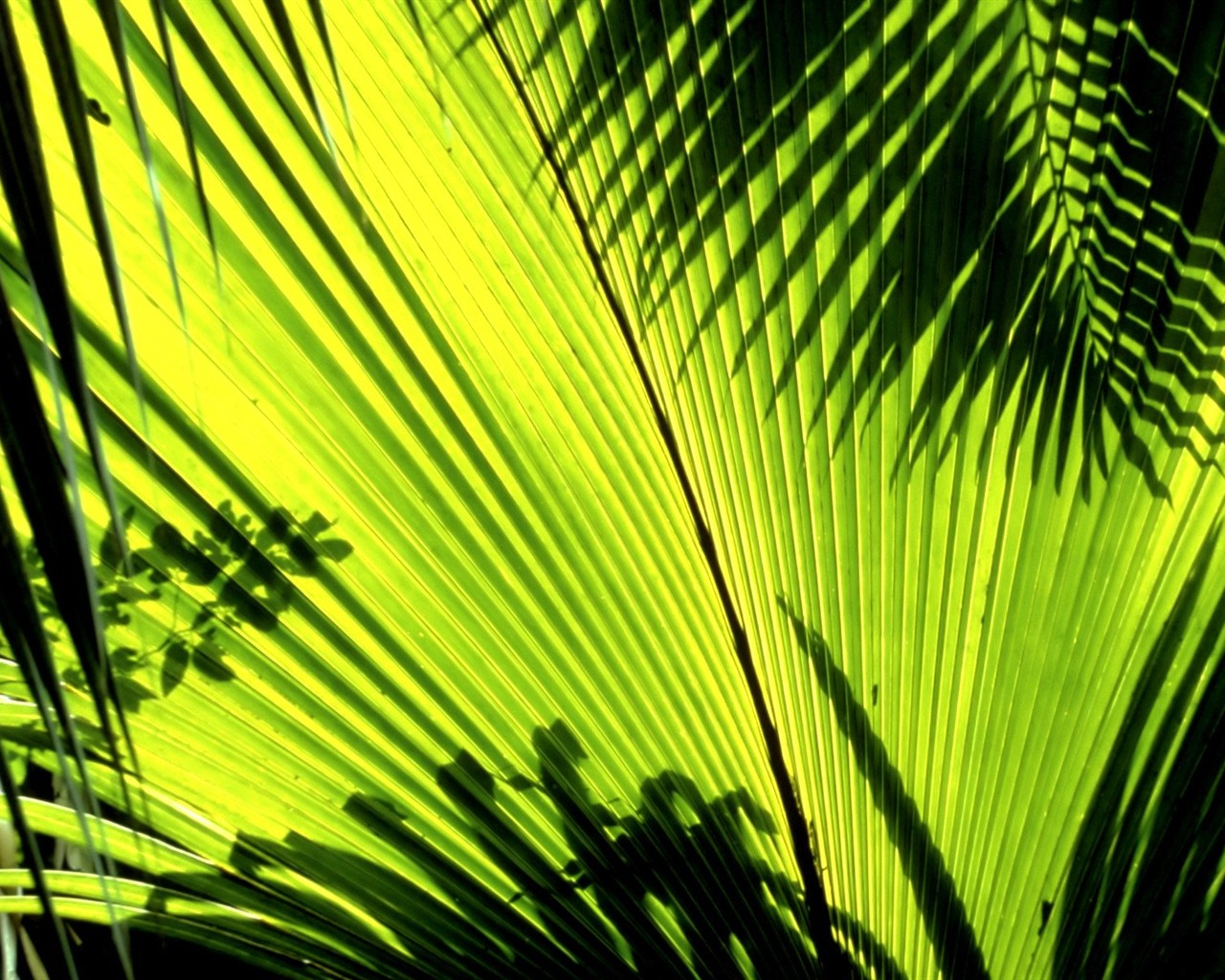 Vista Plant wallpaper (9) #8 - 1280x1024