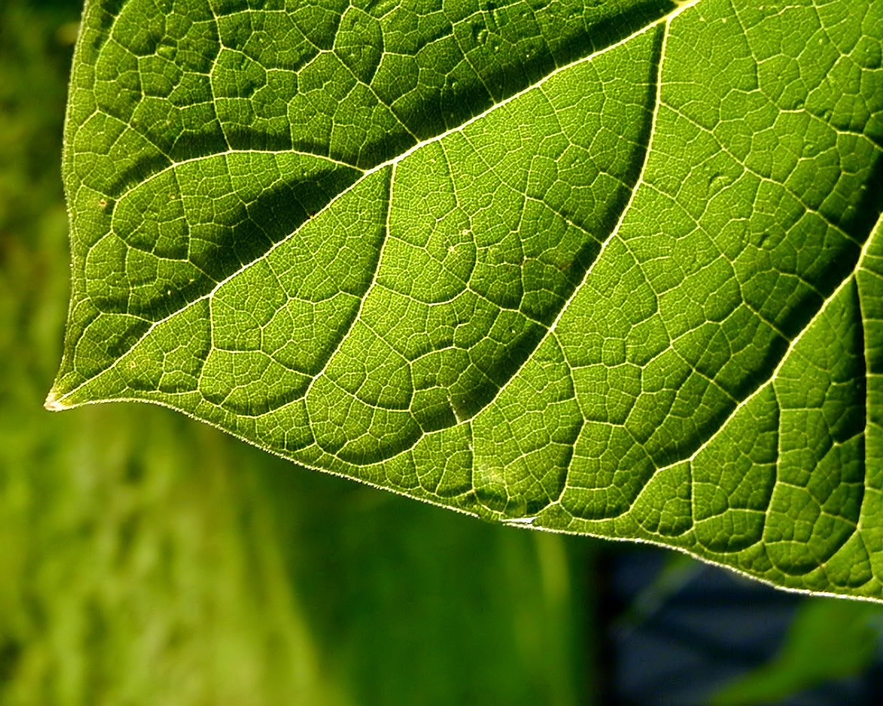 Vista Plant wallpaper (9) #14 - 1280x1024