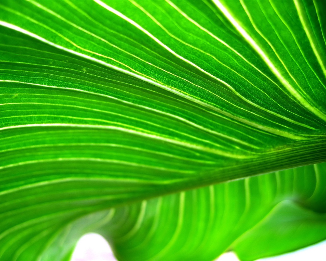Vista 植物壁紙(九) #17 - 1280x1024
