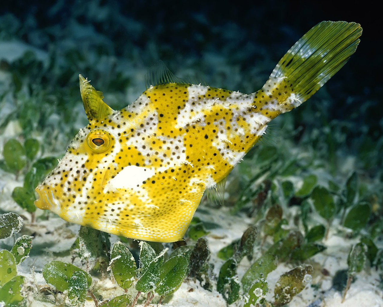 Zábava Underwater World (1) #1 - 1280x1024
