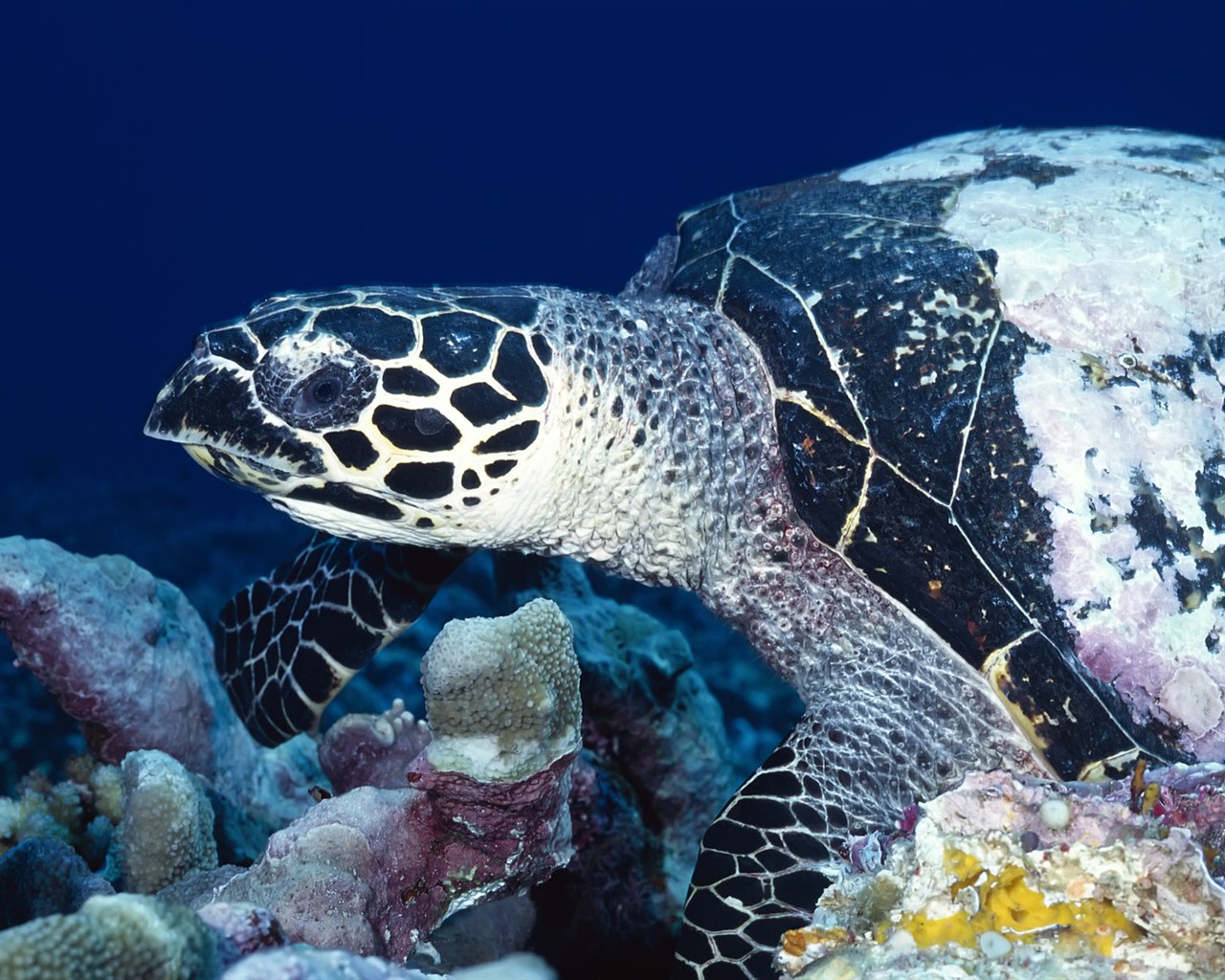 Fun Underwater World (1) #4 - 1280x1024