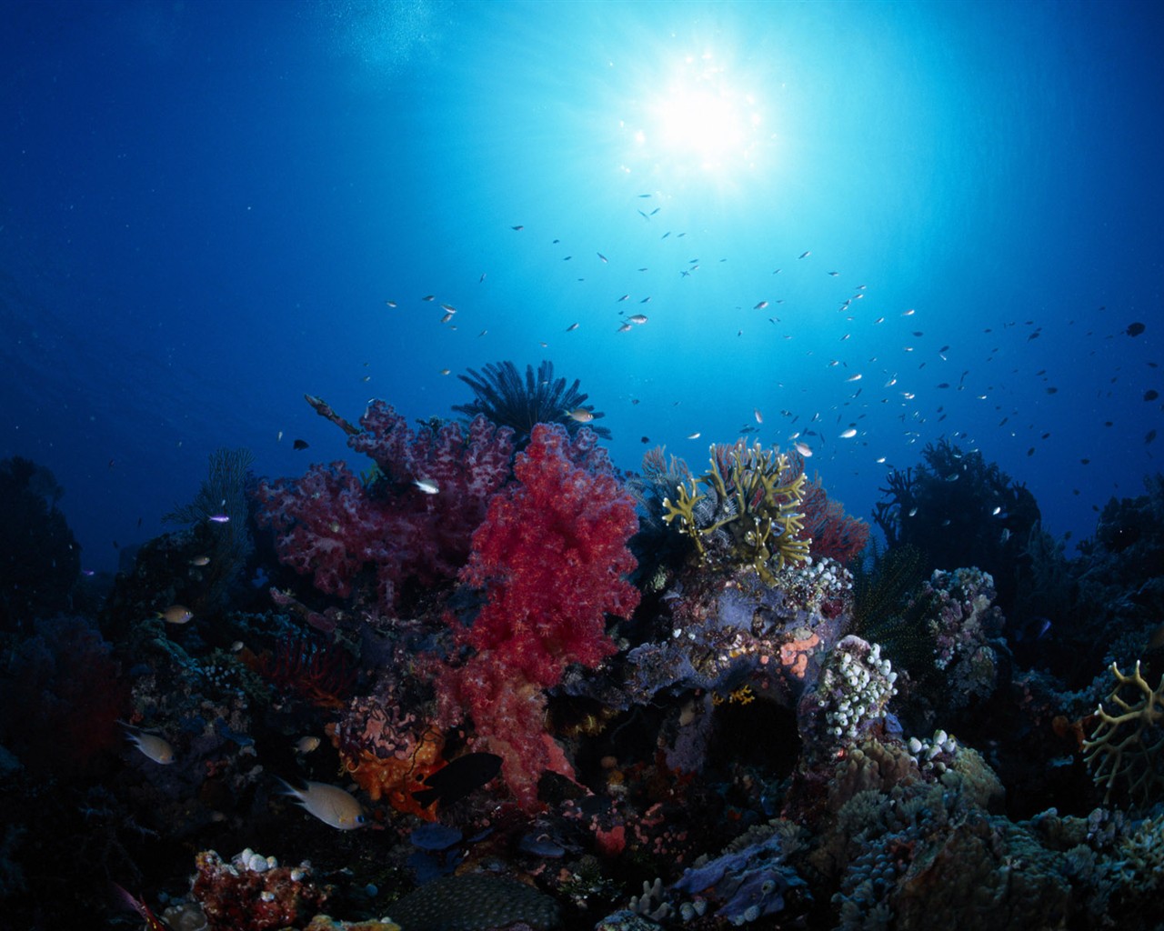 Fun Underwater World (1) #5 - 1280x1024