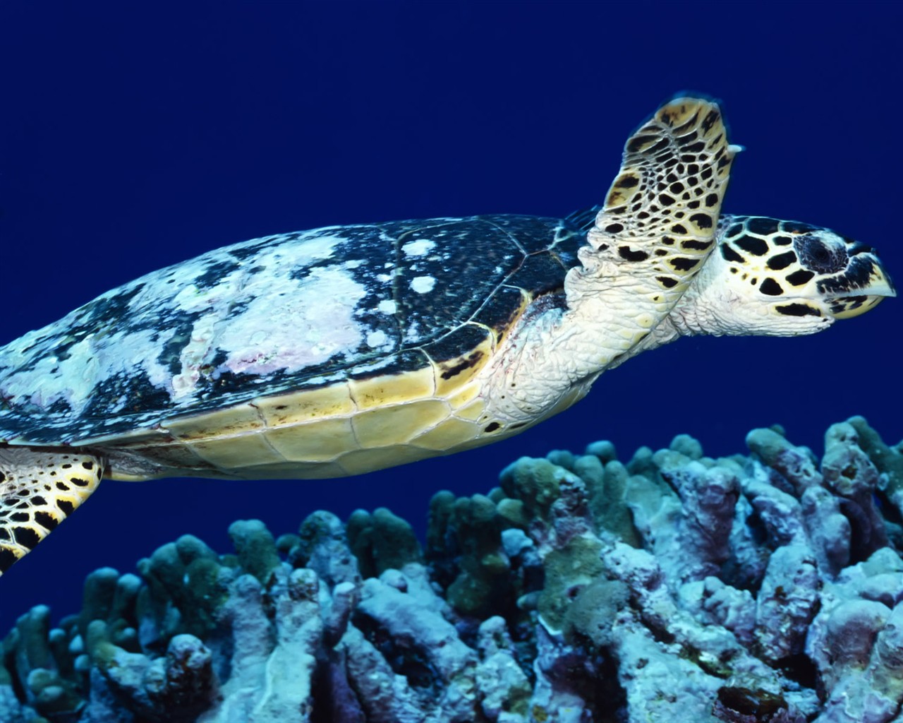 Fun Underwater World (1) #7 - 1280x1024