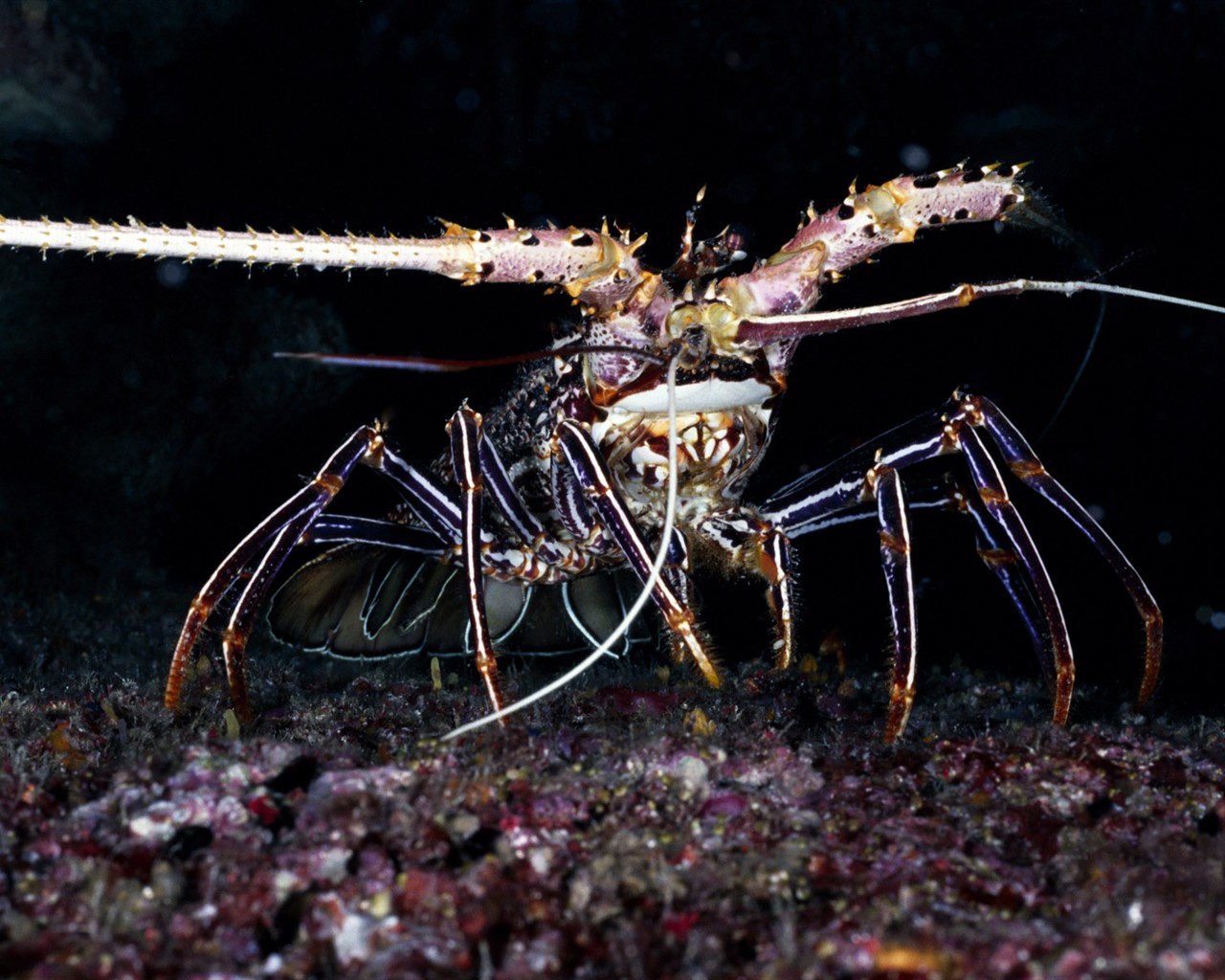 Zábava Underwater World (1) #12 - 1280x1024