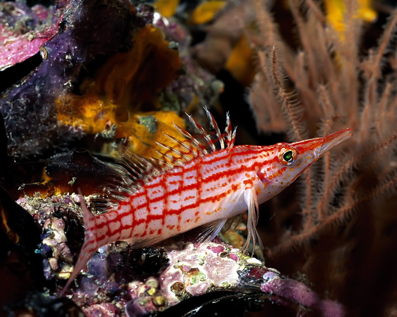 Fun Underwater World (1) #17 - 1280x1024