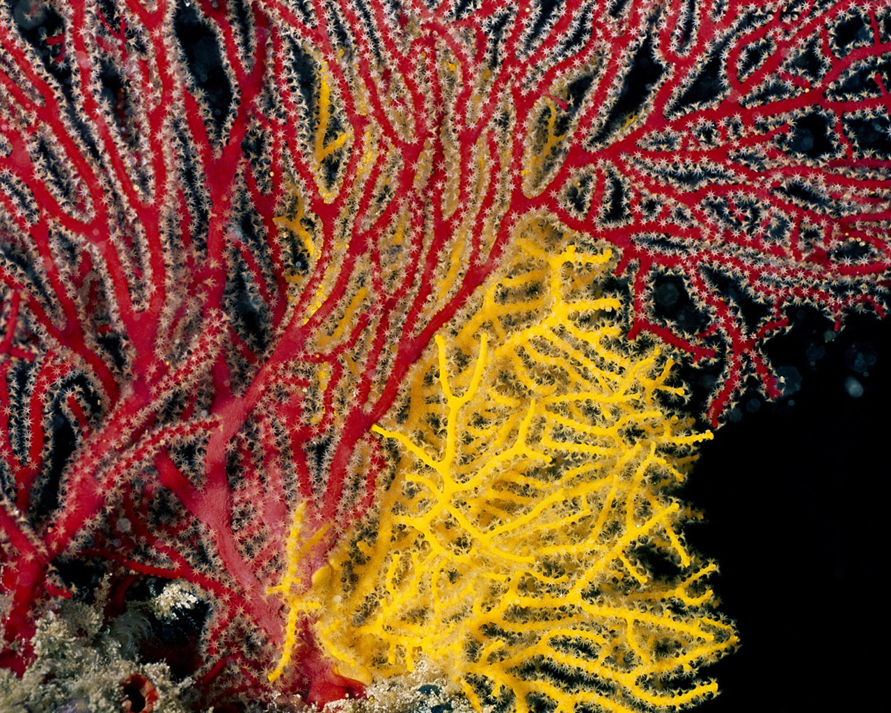 Zábava Underwater World (1) #18 - 1280x1024