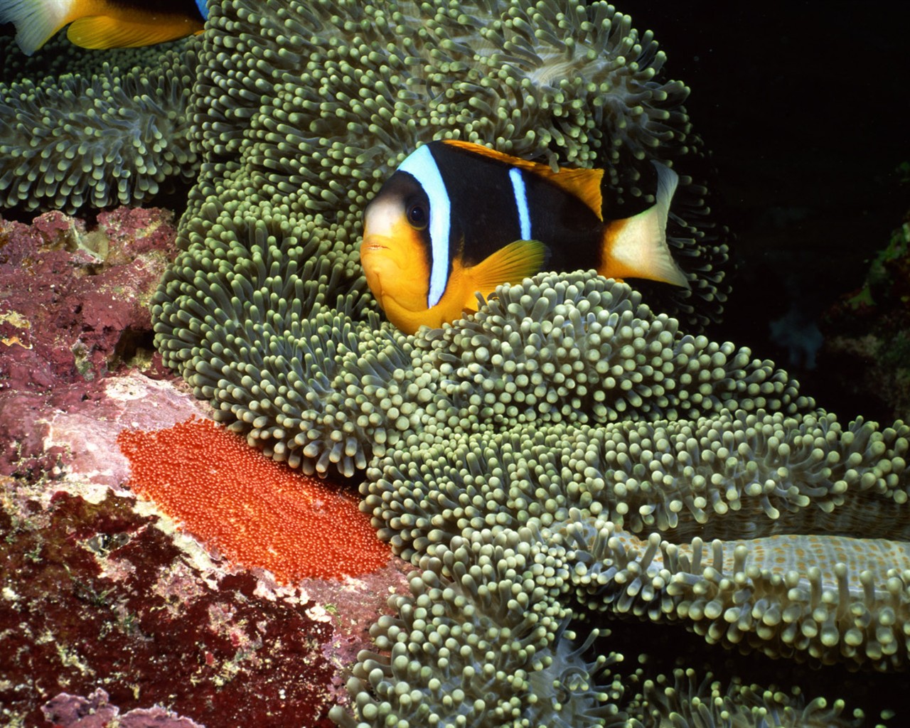 Zábava Underwater World (2) #1 - 1280x1024