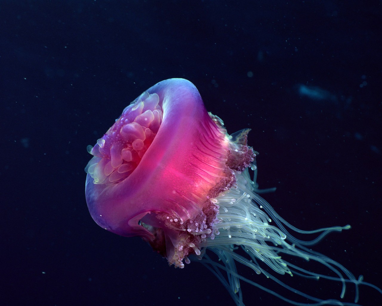 Zábava Underwater World (2) #4 - 1280x1024