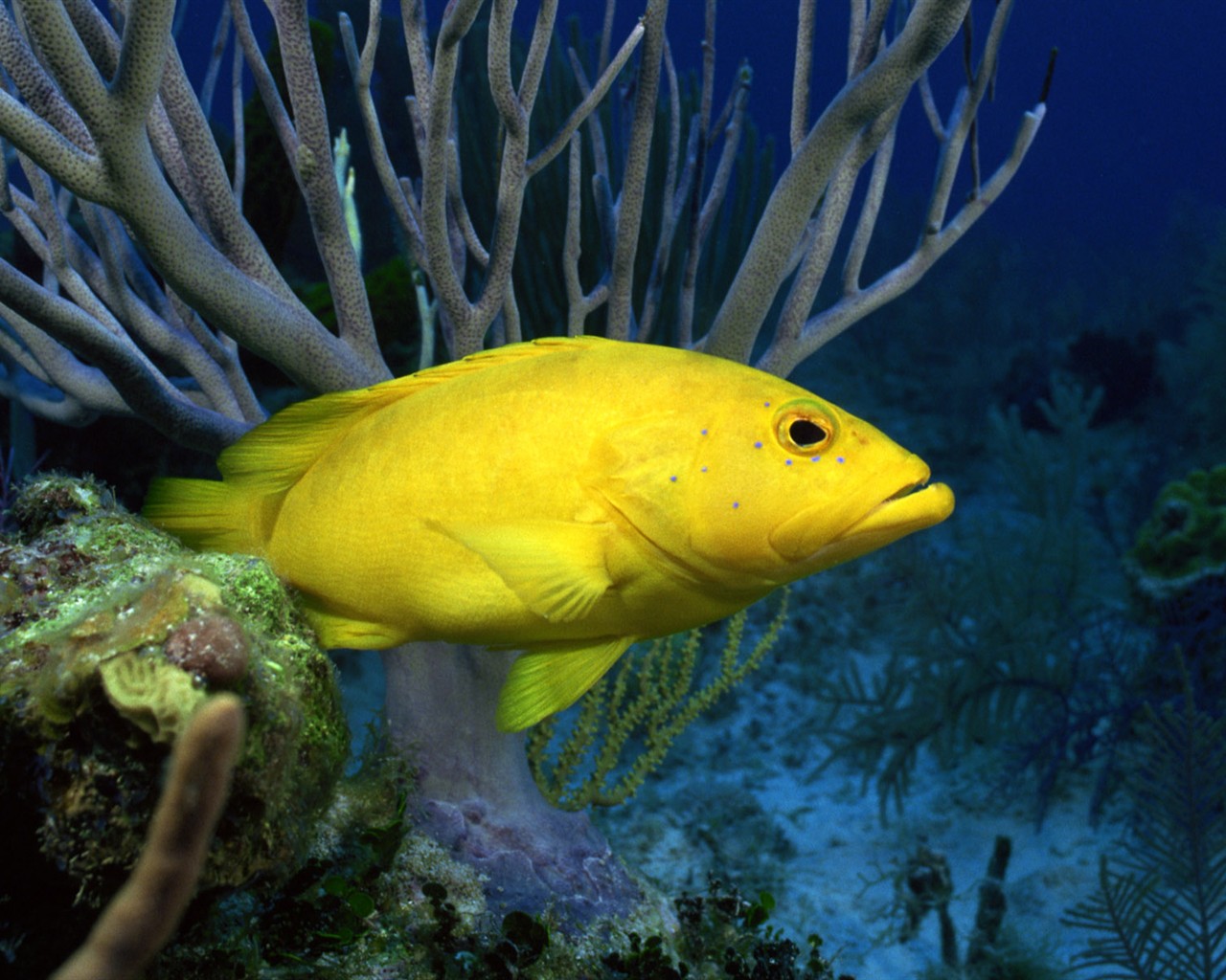 Zábava Underwater World (2) #5 - 1280x1024