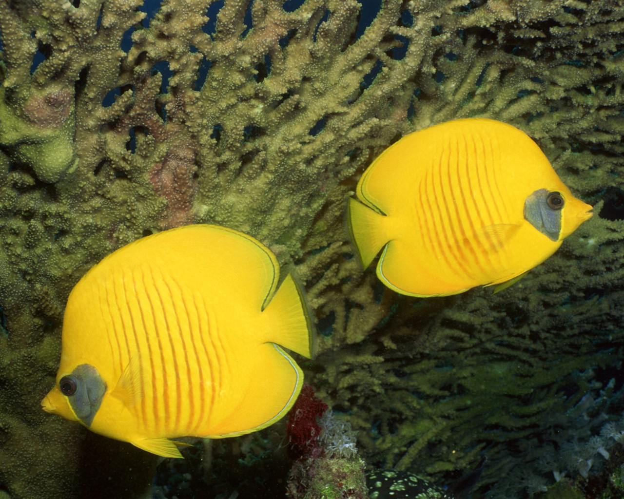 Zábava Underwater World (2) #6 - 1280x1024