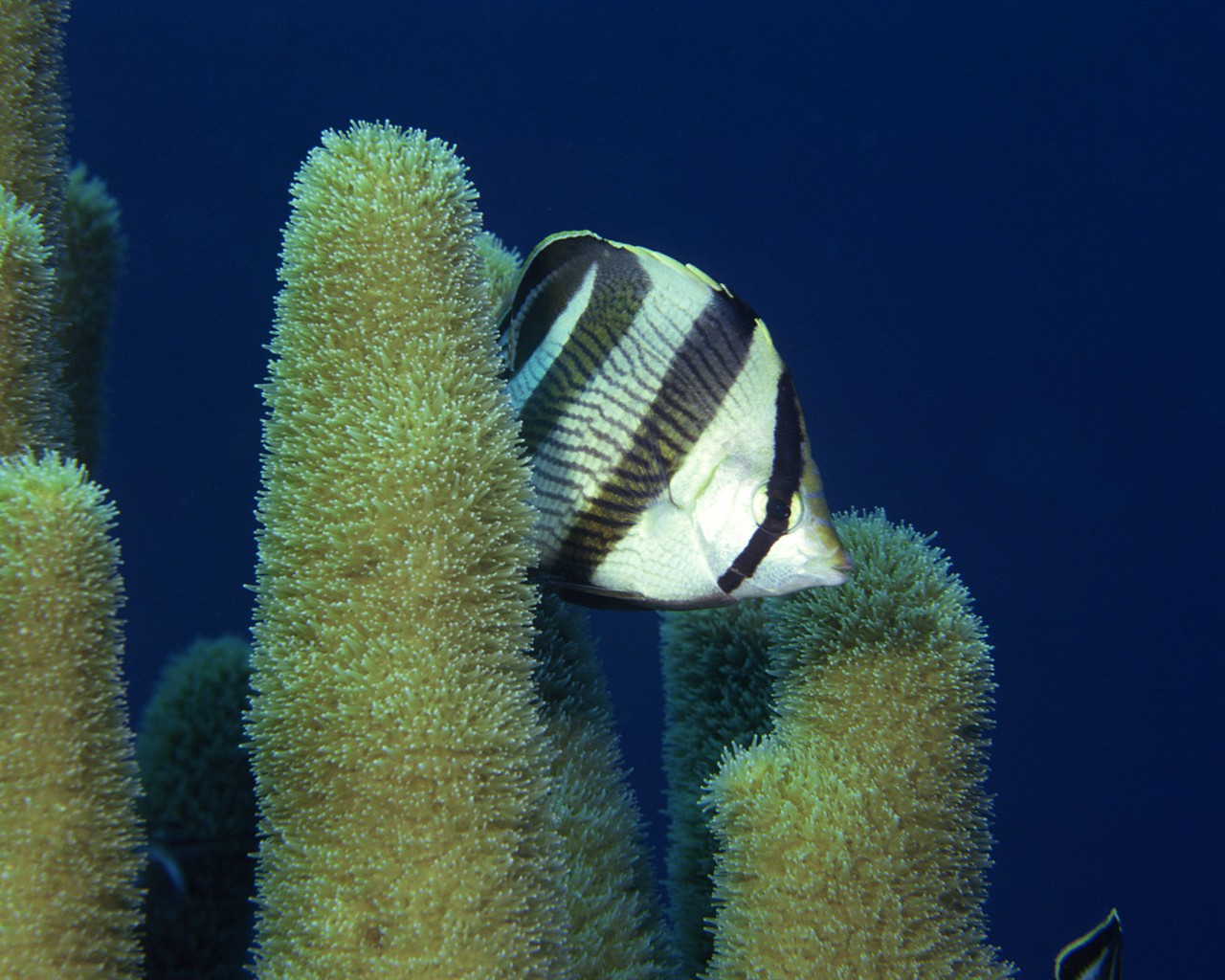 Zábava Underwater World (2) #7 - 1280x1024