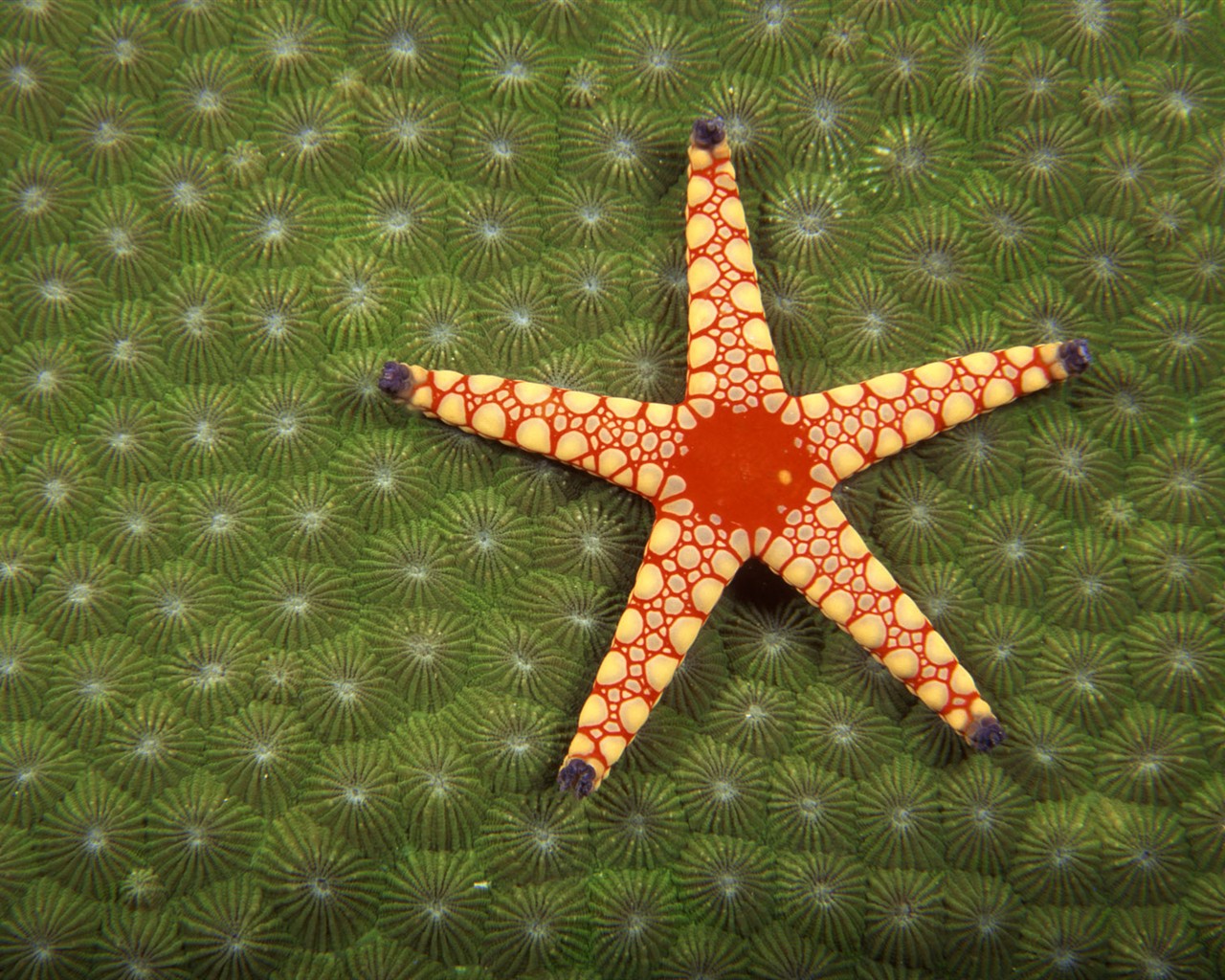 Zábava Underwater World (2) #8 - 1280x1024