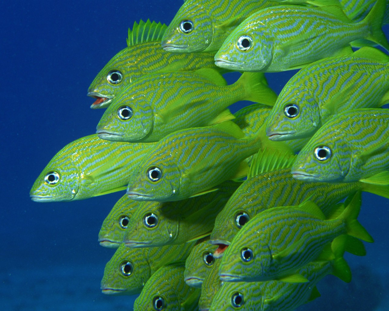 Zábava Underwater World (2) #13 - 1280x1024