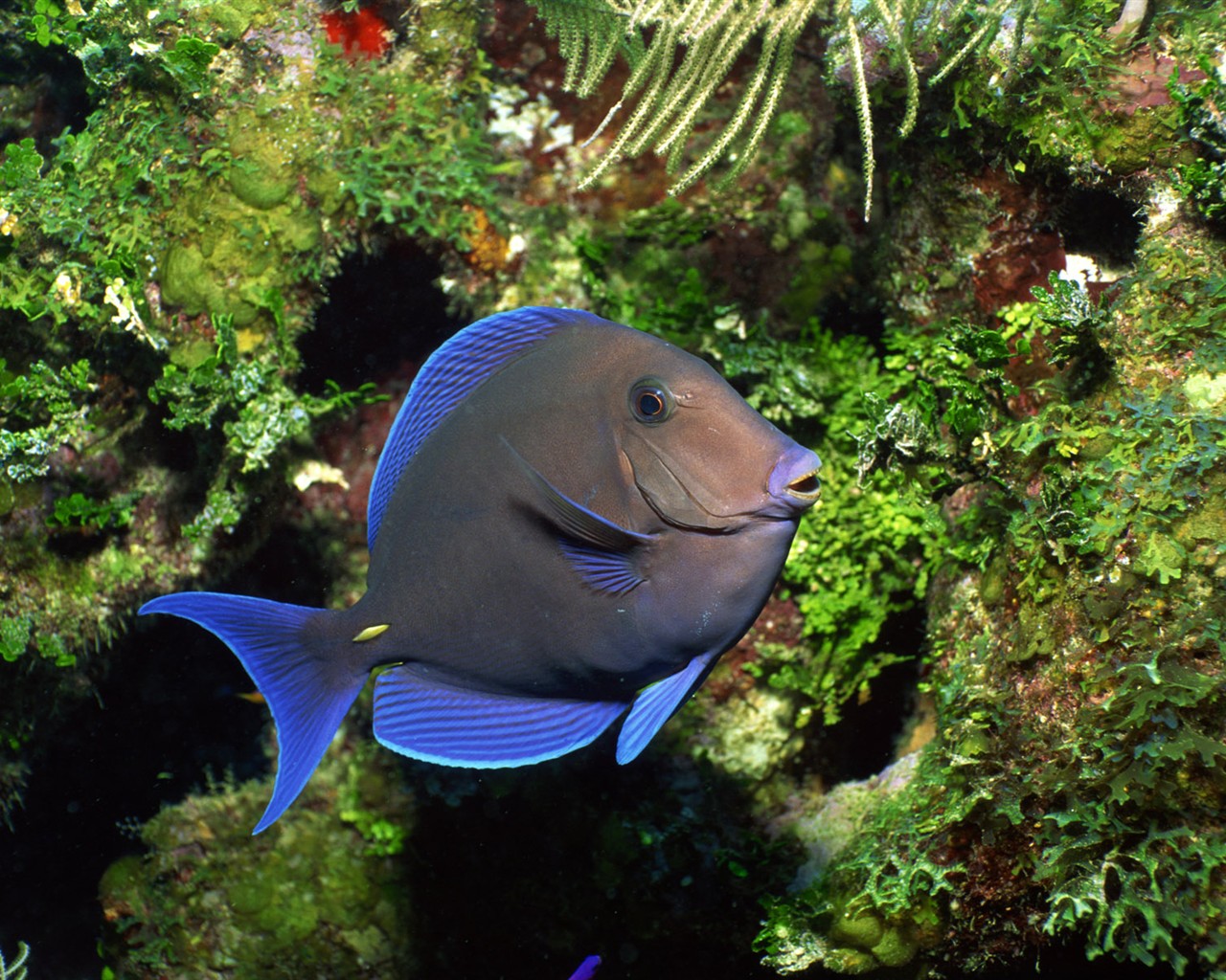 Zábava Underwater World (2) #15 - 1280x1024
