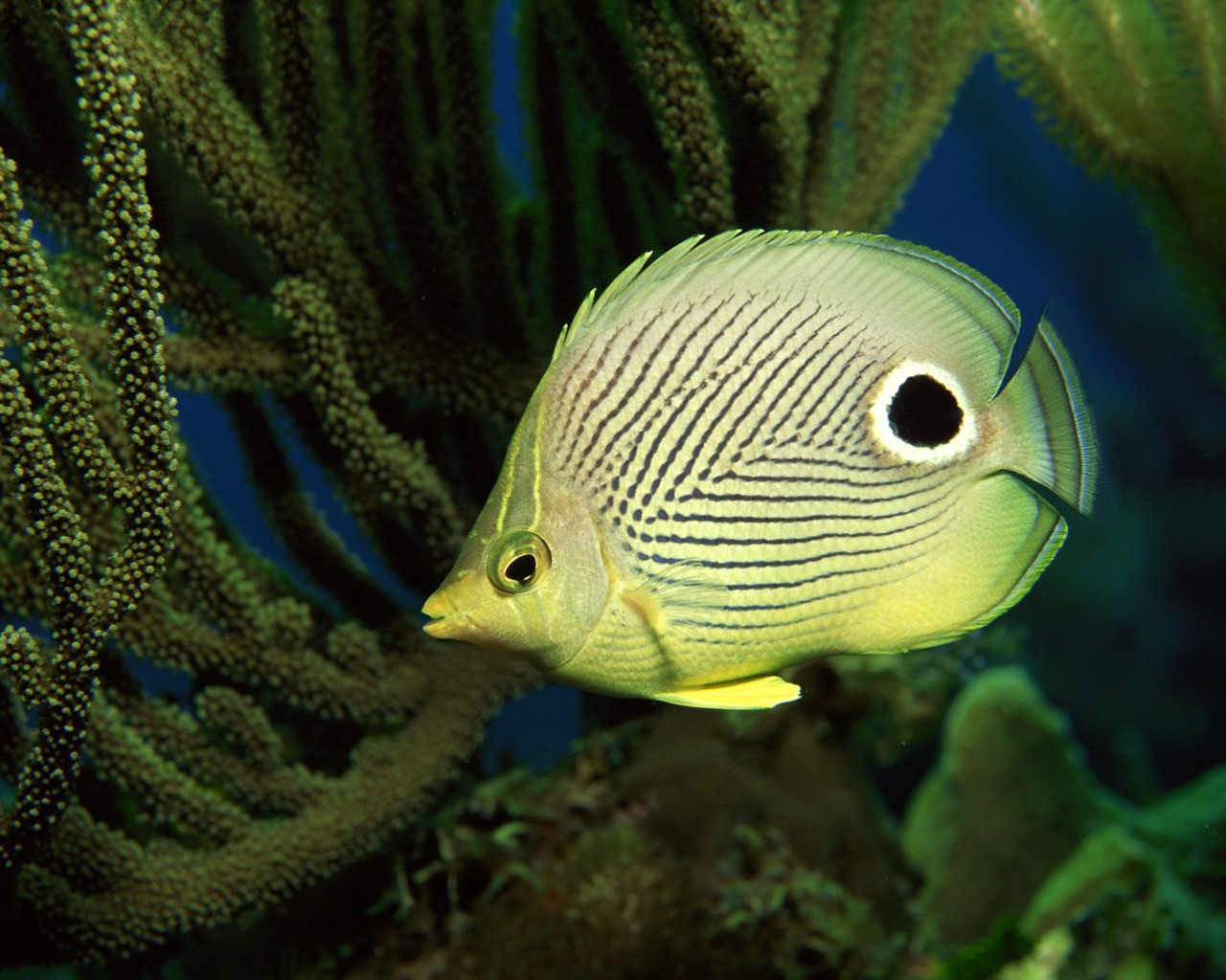Zábava Underwater World (2) #17 - 1280x1024