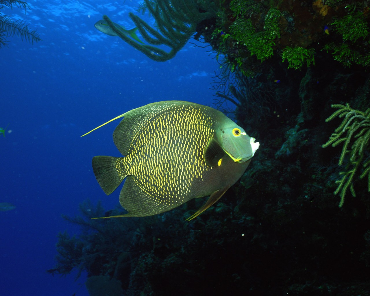 Zábava Underwater World (2) #18 - 1280x1024