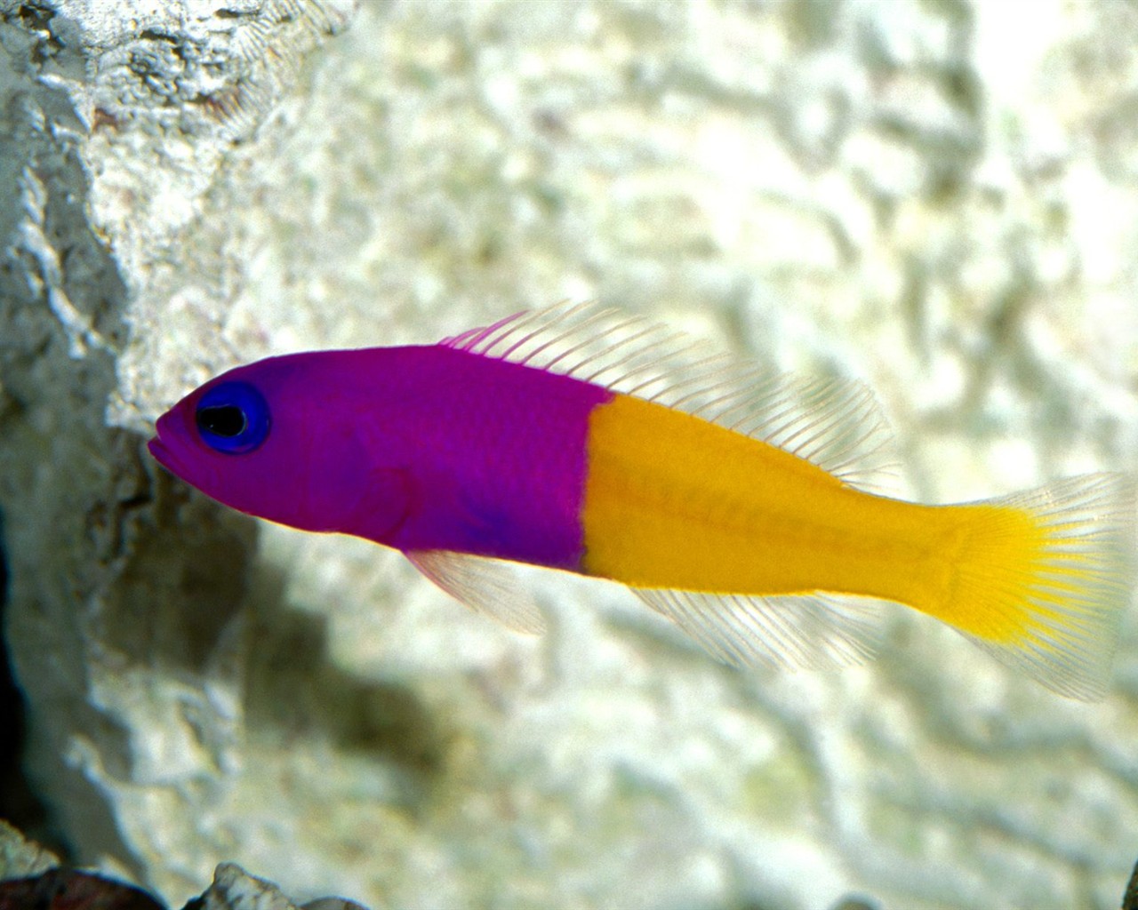 Marine Life Wallpaper Selection (1) #4 - 1280x1024