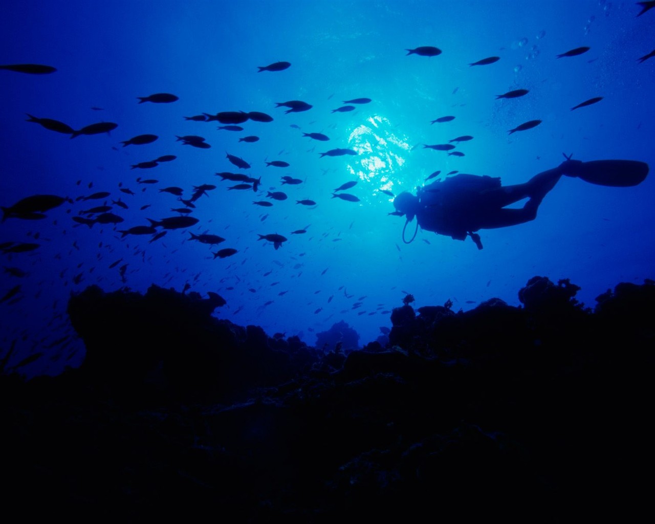 Marine Life Wallpaper Selection (1) #6 - 1280x1024