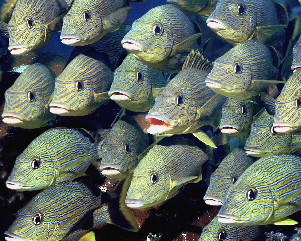 Marine Life Wallpaper Selection (1) #9 - 1280x1024