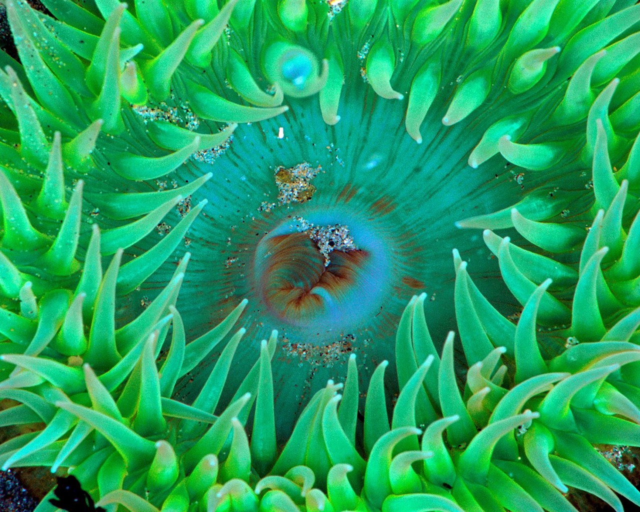 Marine Life Wallpaper Selection (1) #12 - 1280x1024