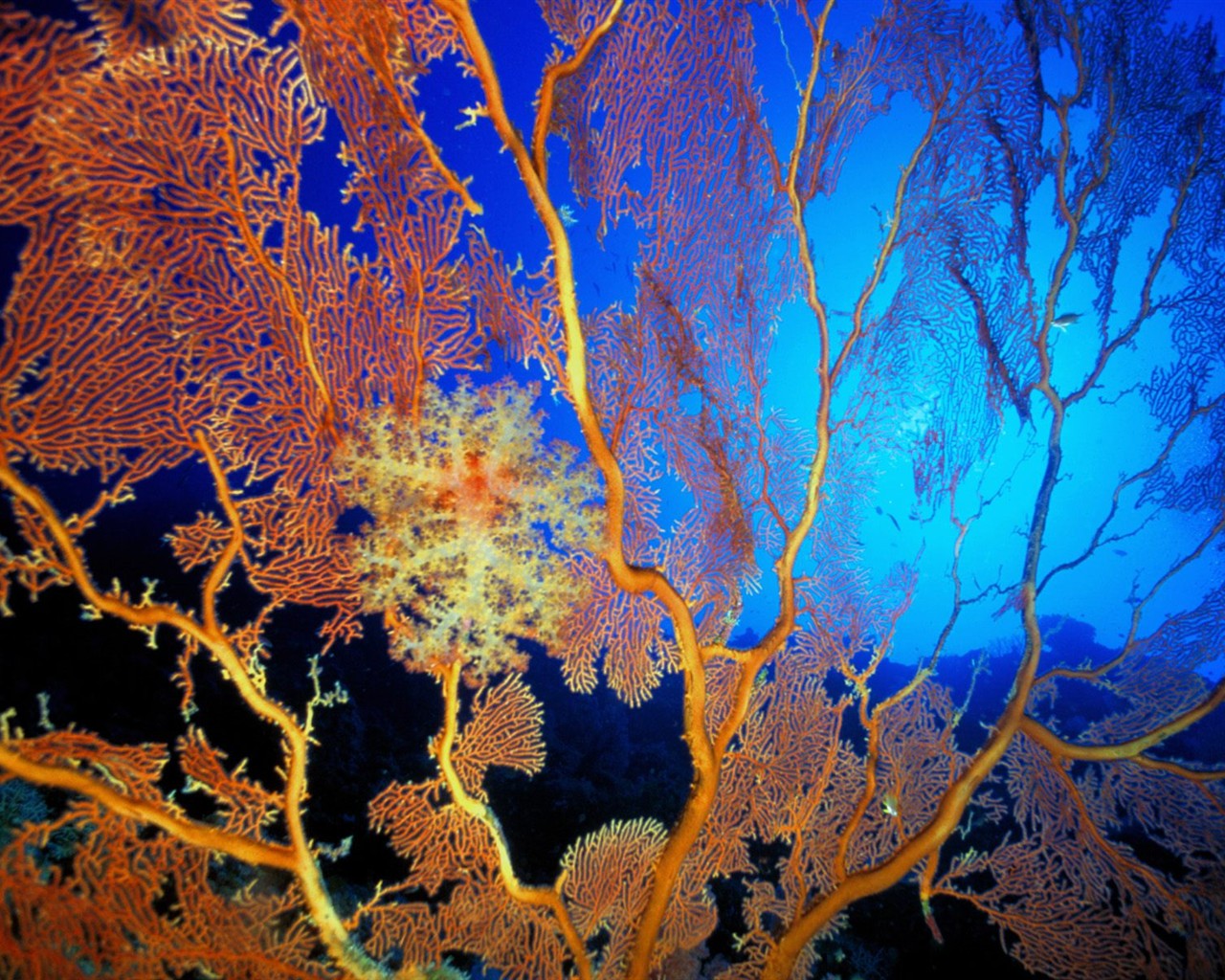海洋生物壁紙精選(一) #13 - 1280x1024