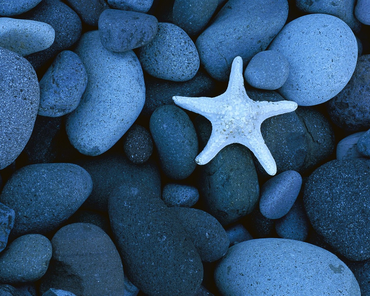 Marine Life Wallpaper Selection (1) #16 - 1280x1024