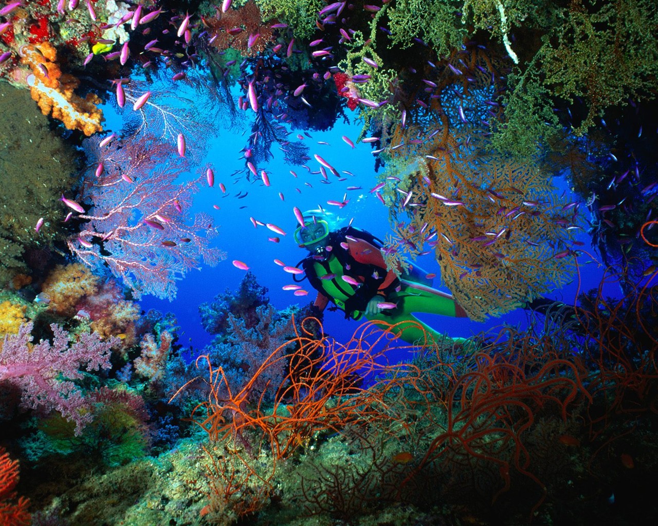 海洋生物壁紙精選(一) #19 - 1280x1024