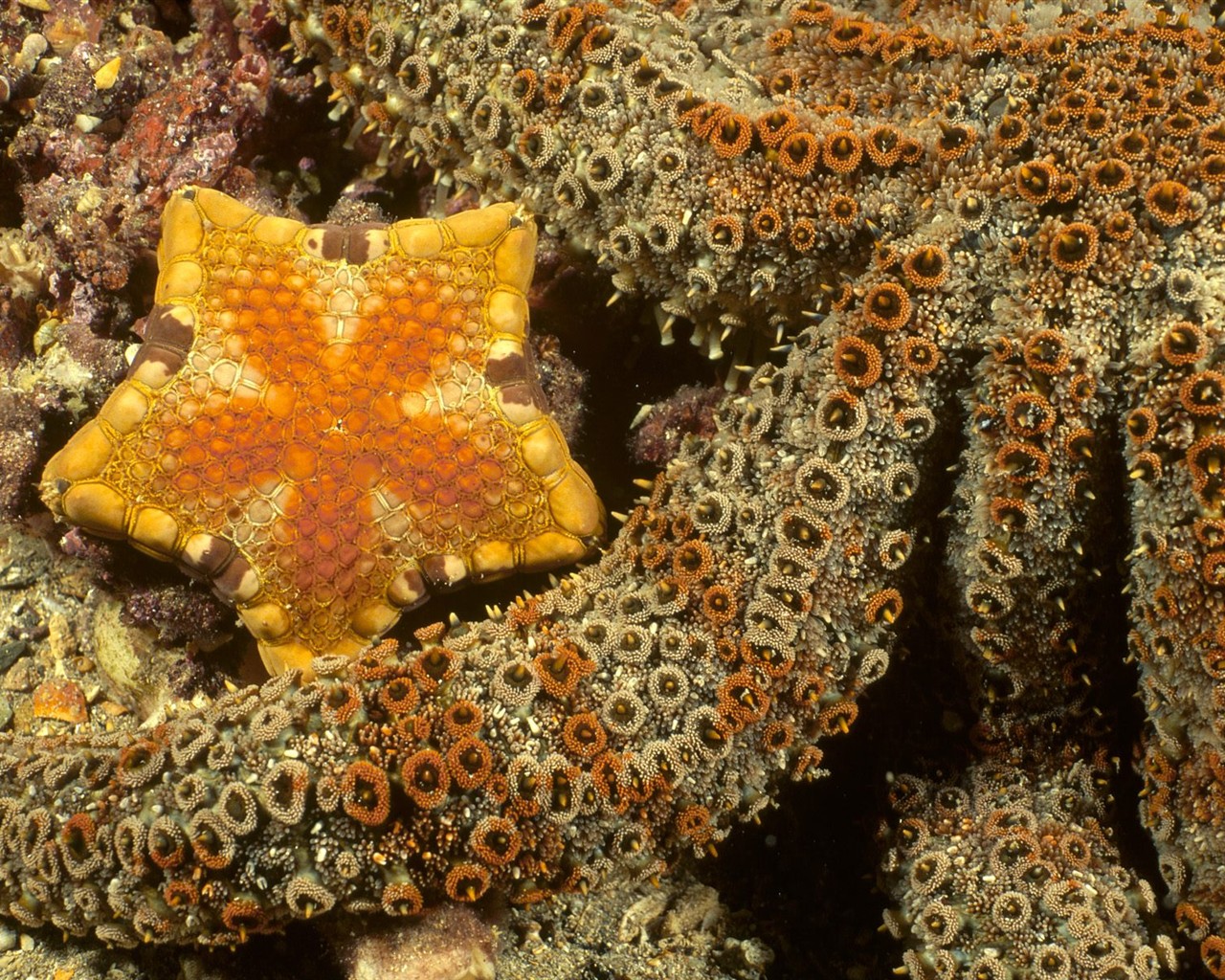海洋生物壁紙精選(一) #21 - 1280x1024
