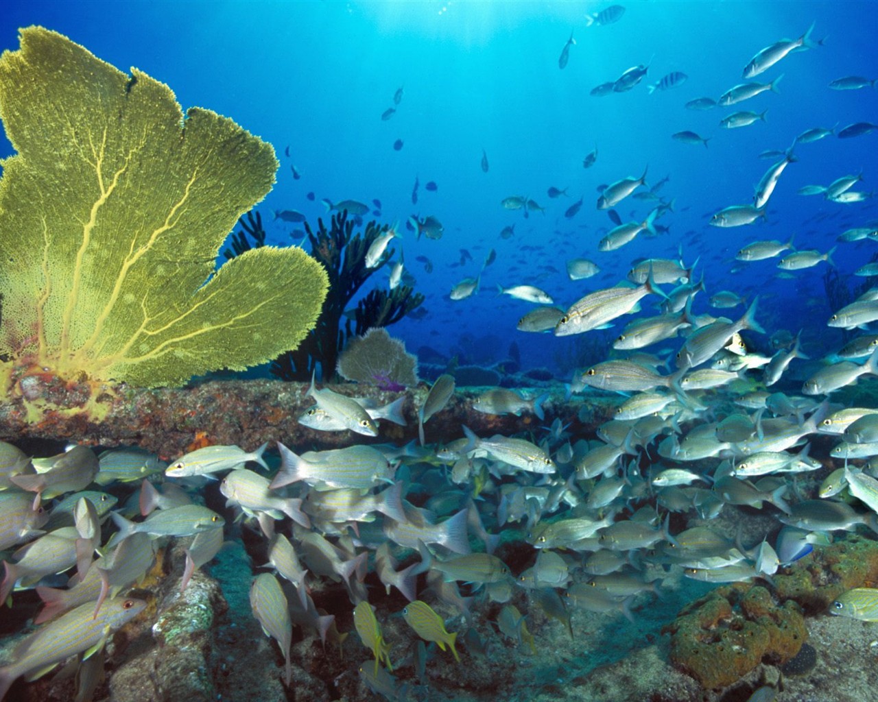 Marine Life Wallpaper Selection (1) #28 - 1280x1024