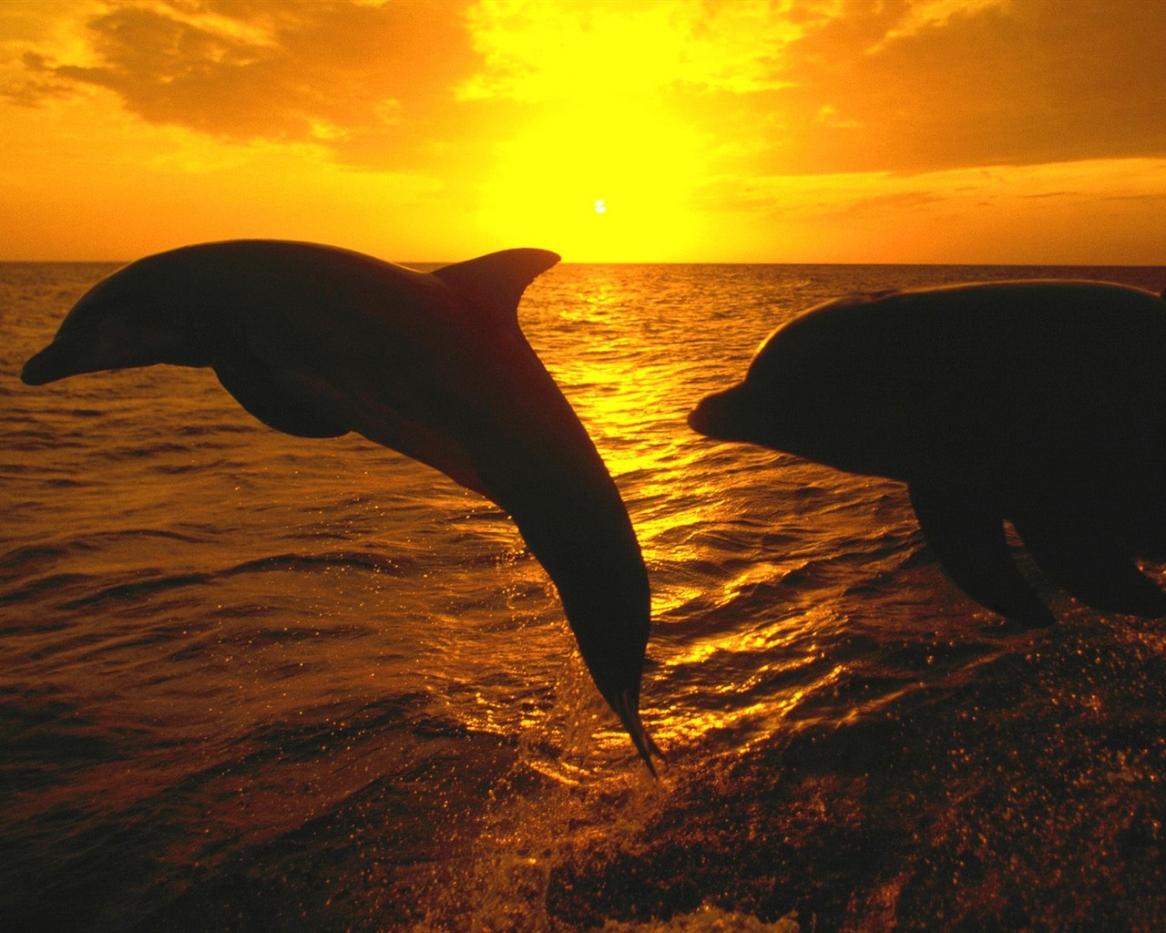 海洋生物壁紙精選(一) #33 - 1280x1024