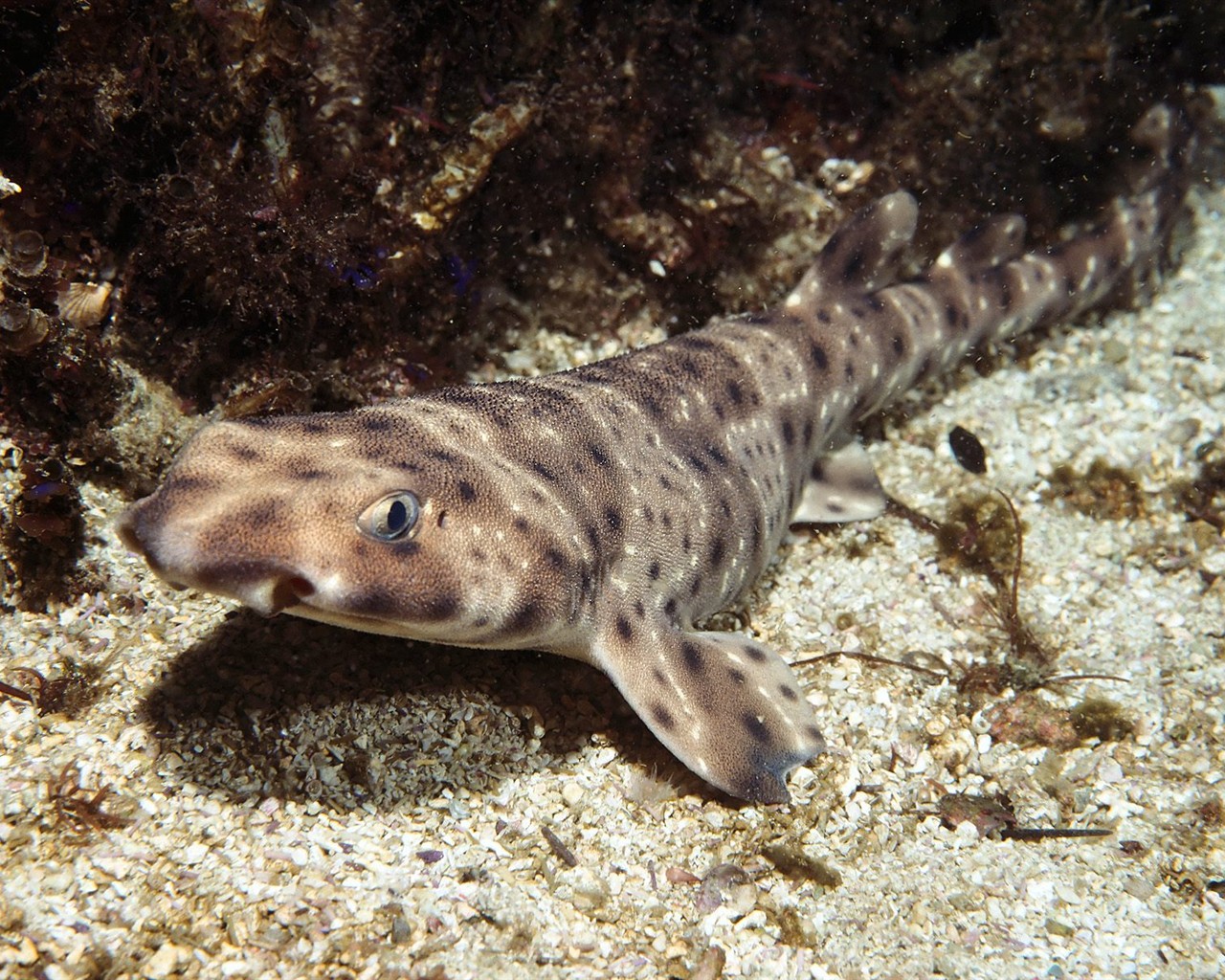 Marine Life Wallpaper Selection (1) #34 - 1280x1024