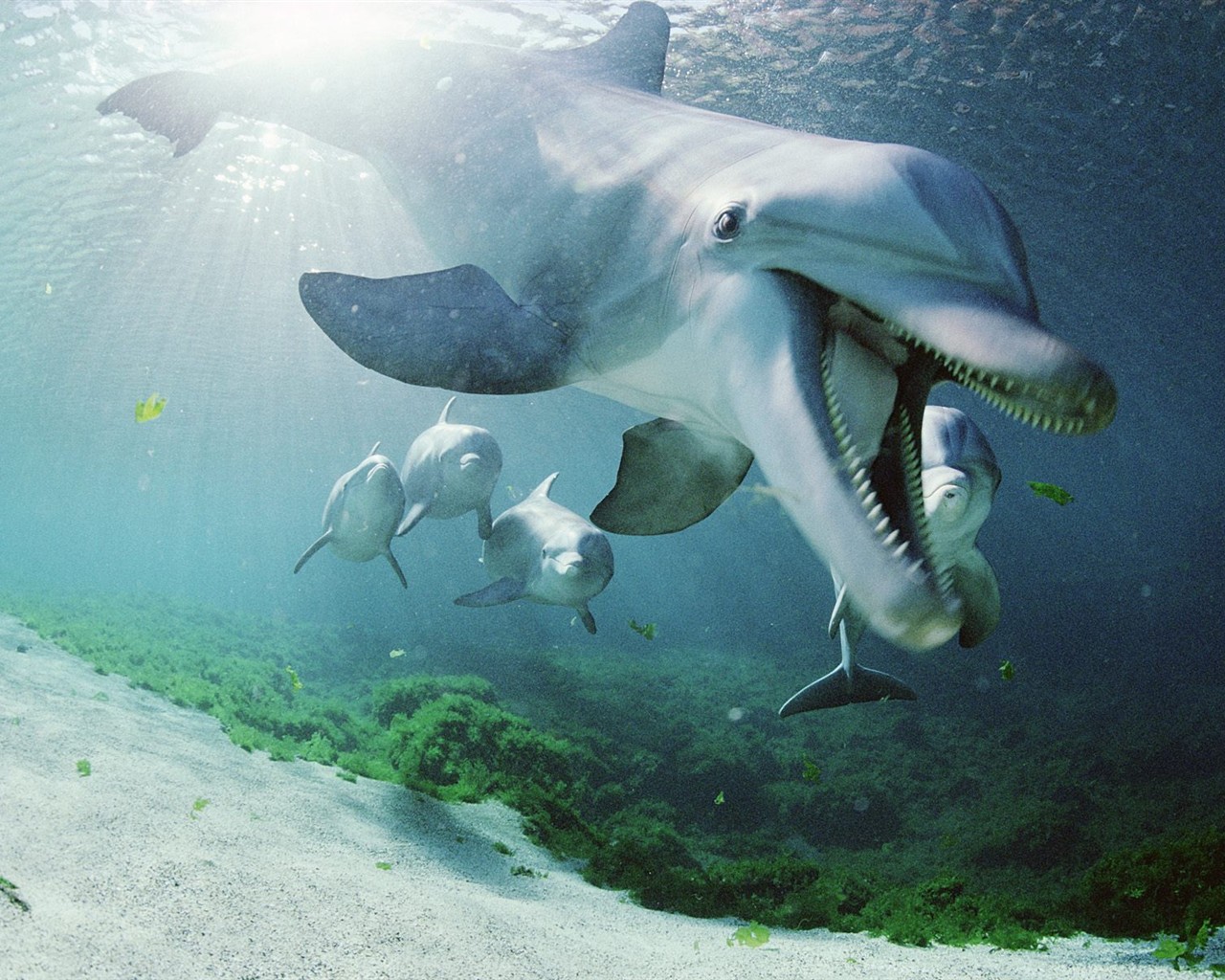 Marine Life Wallpaper výběr (2) #4 - 1280x1024