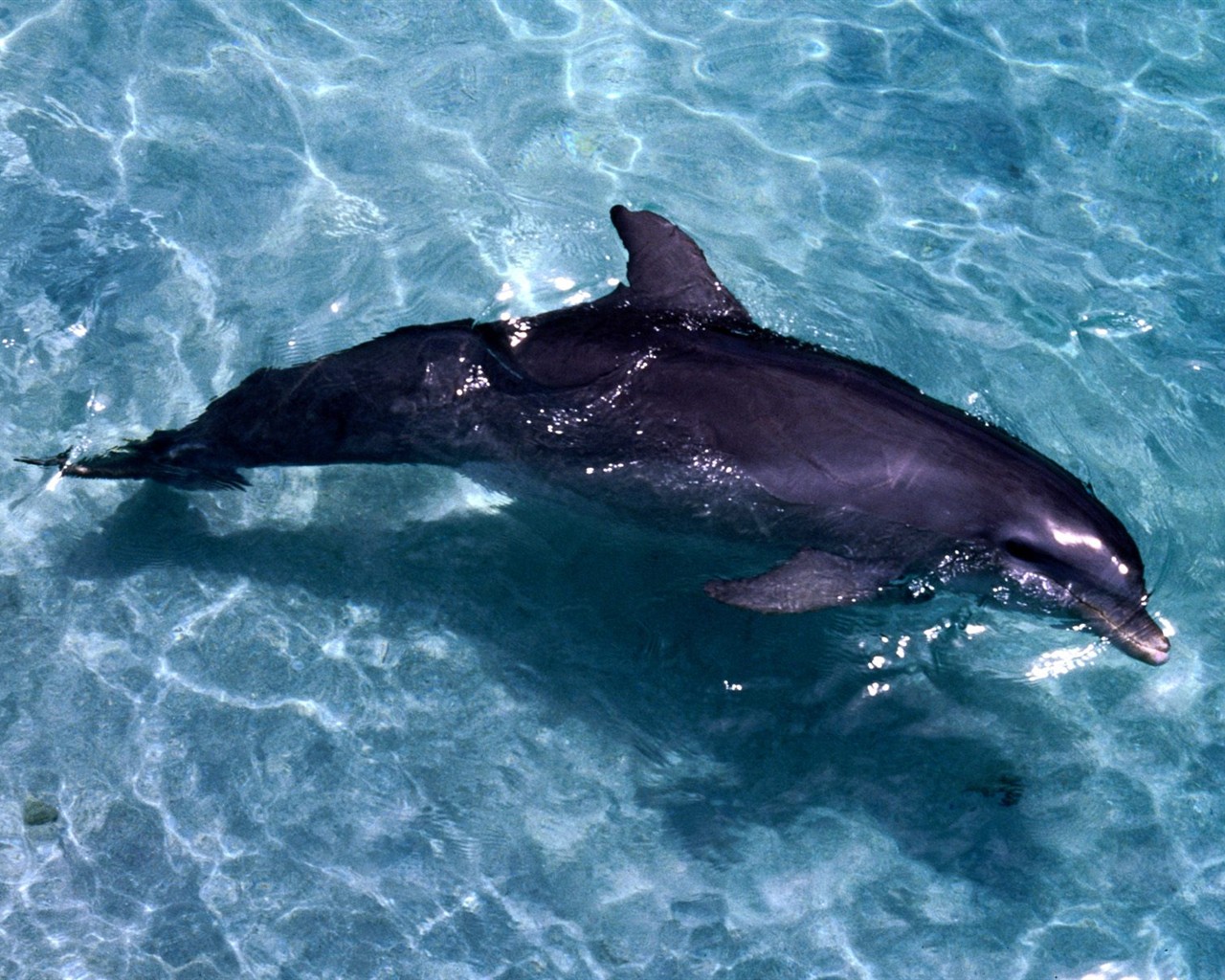Marine Life Wallpaper Selection (2) #10 - 1280x1024