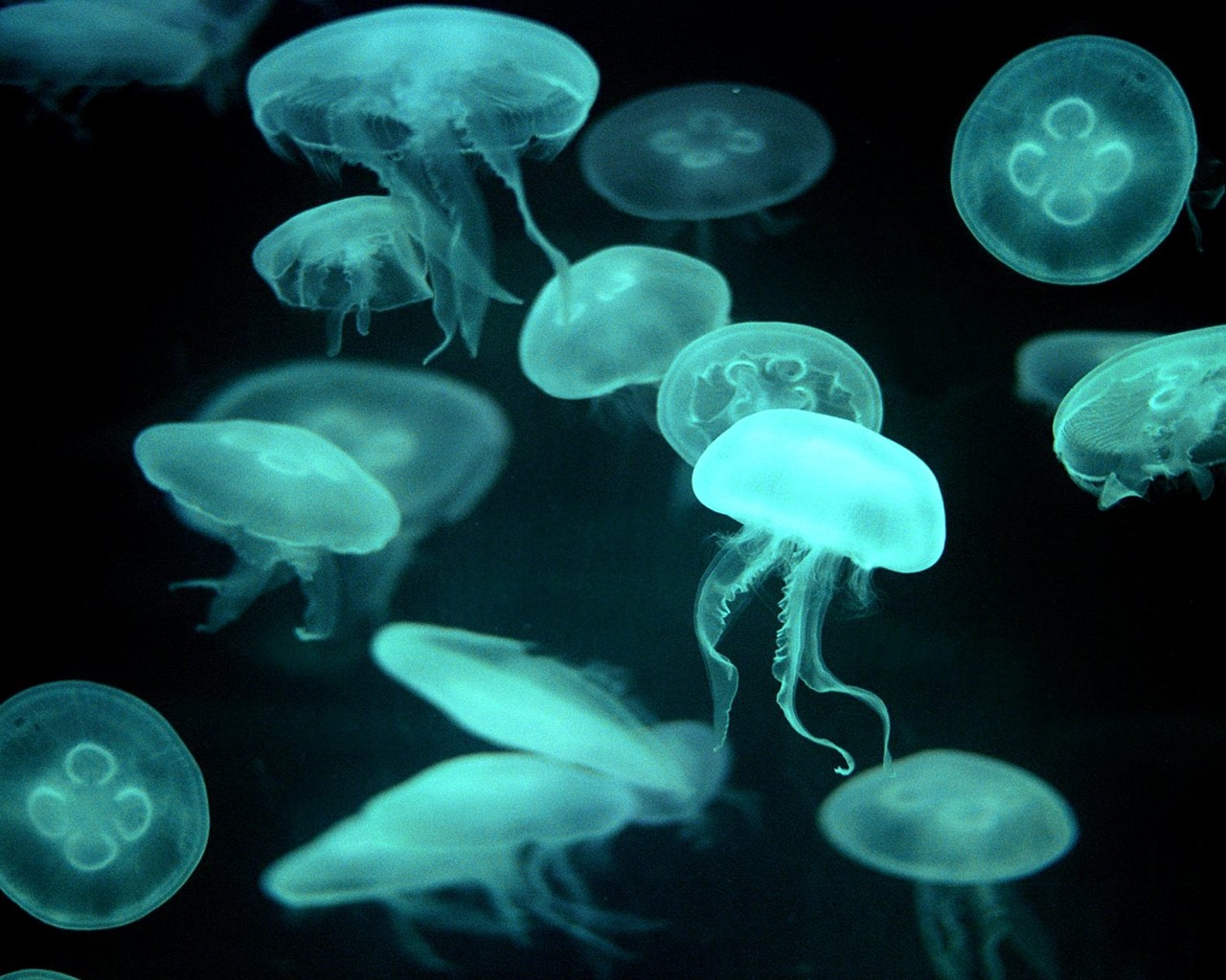 Marine Life Wallpaper výběr (2) #15 - 1280x1024