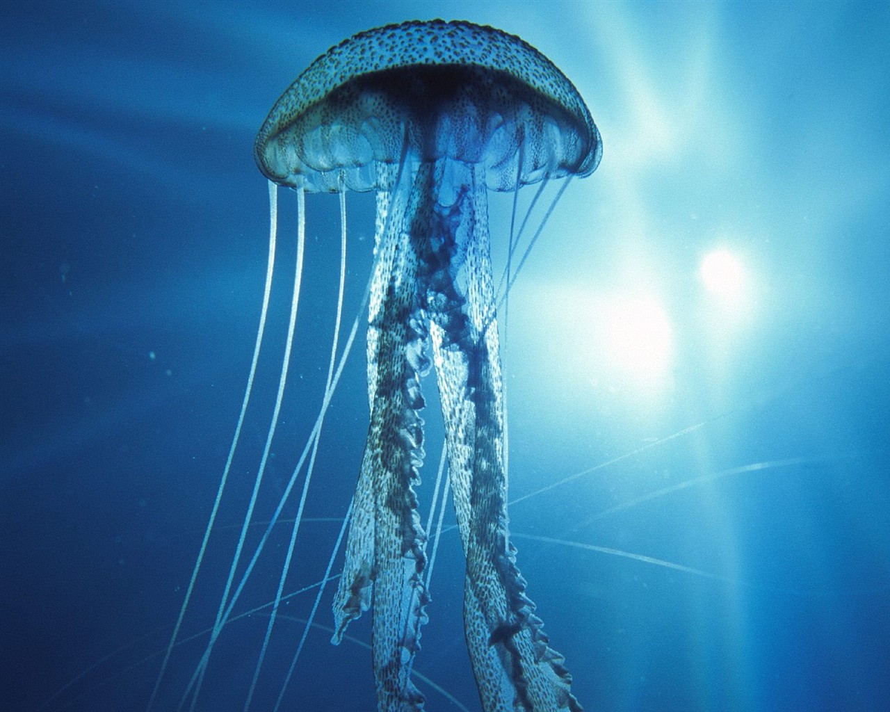 Marine Life Wallpaper výběr (2) #18 - 1280x1024