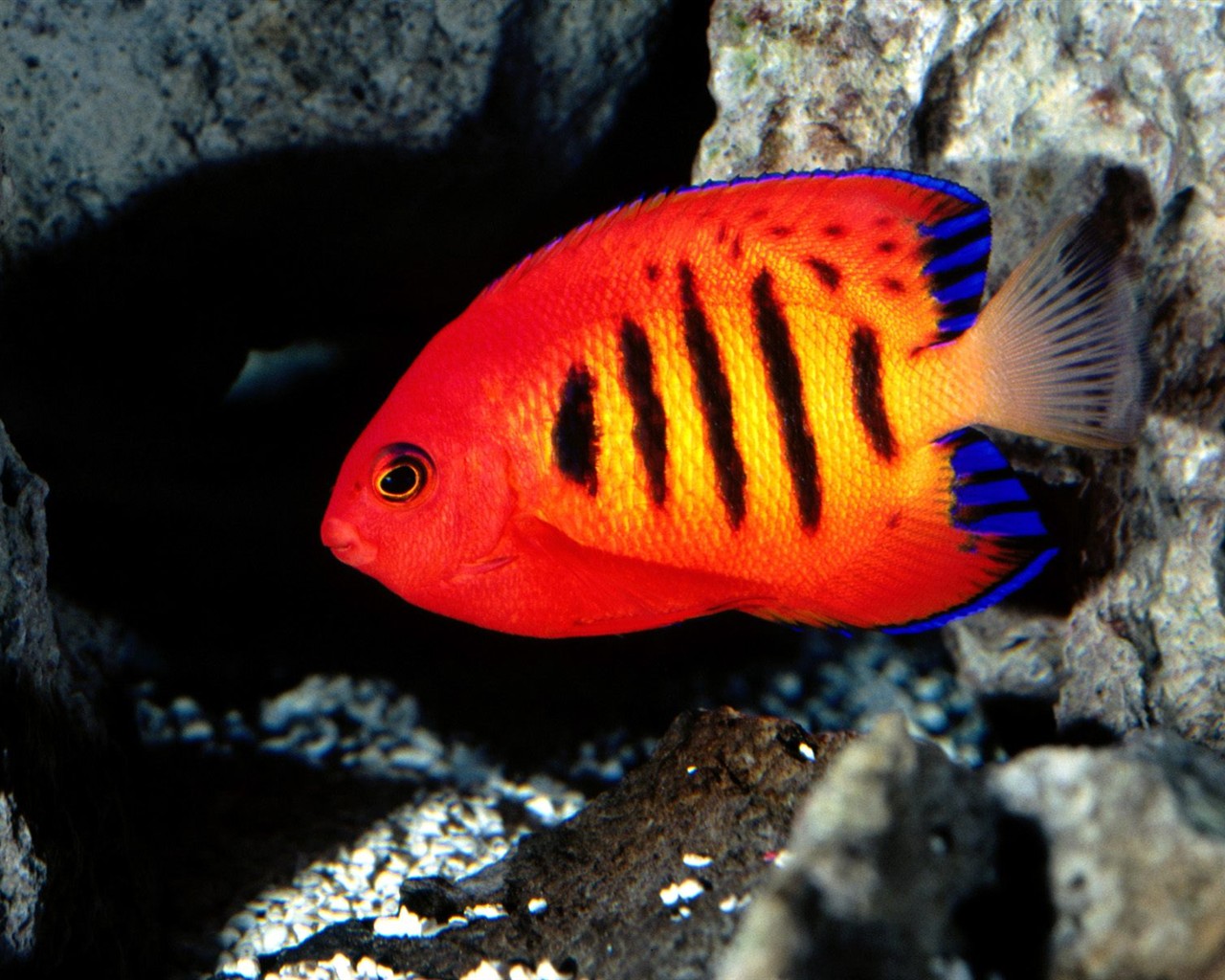 Marine Life Wallpaper Selection (2) #23 - 1280x1024