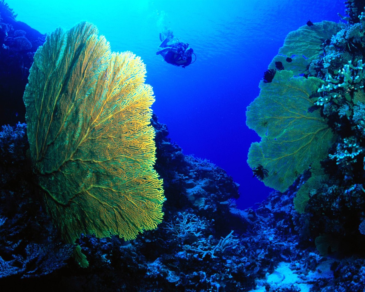 Marine Life Wallpaper výběr (2) #26 - 1280x1024