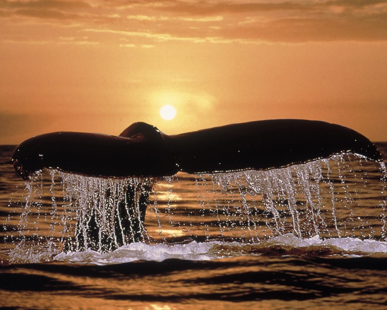 海洋生物壁紙精選(二) #31 - 1280x1024