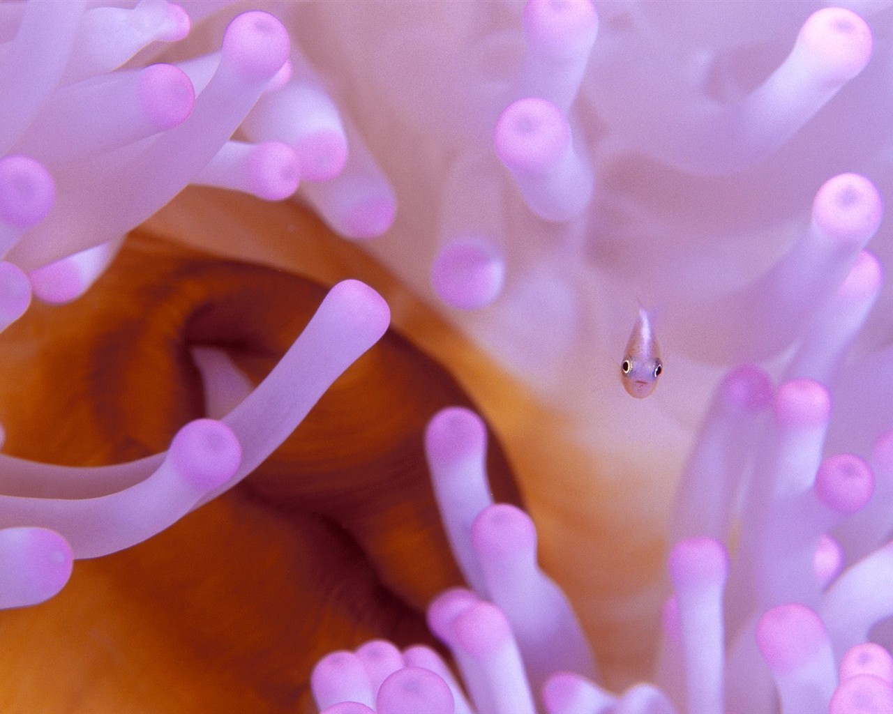 海洋生物壁紙精選(二) #36 - 1280x1024