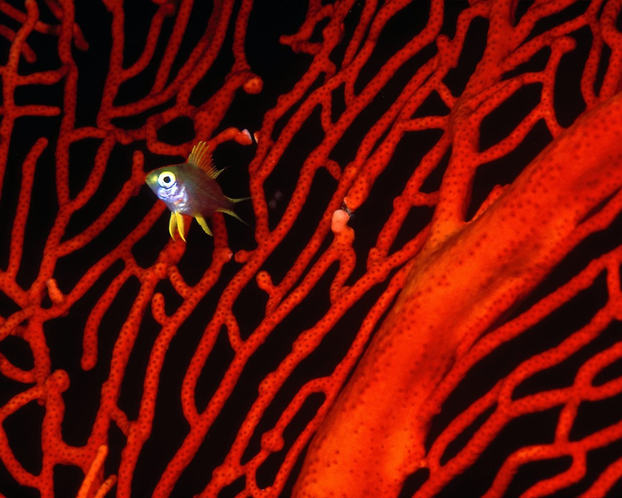 Marine Life Wallpaper výběr (2) #39 - 1280x1024