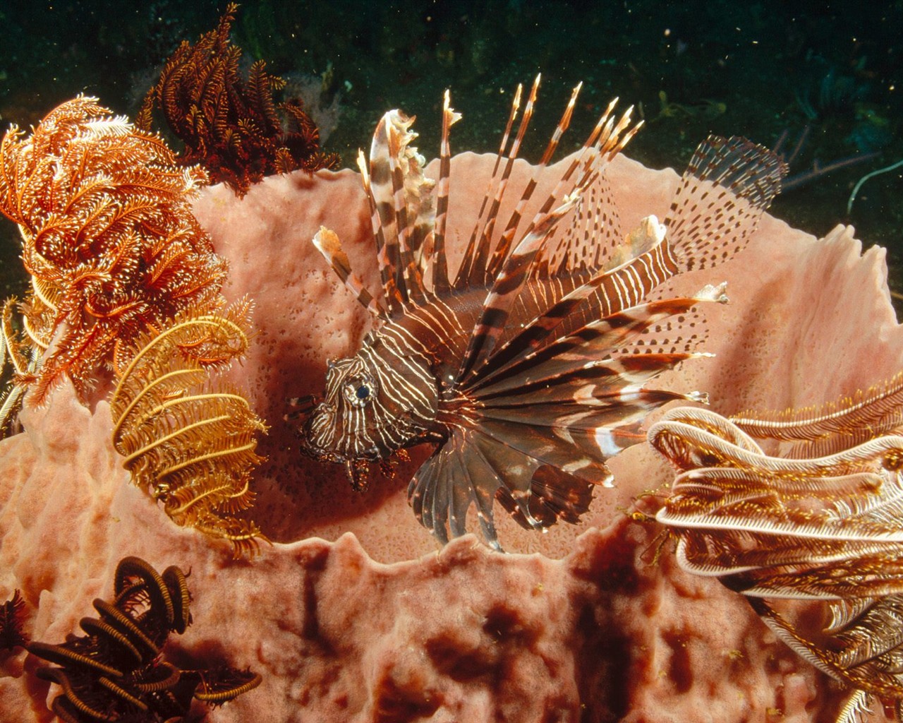 Marine Life Wallpaper výběr (2) #40 - 1280x1024