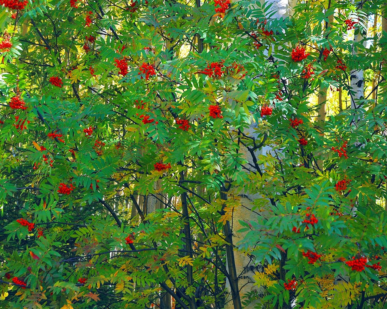 Krásné přírodní scenérie na Sibiři #4 - 1280x1024