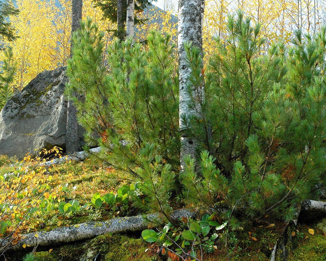 Un beau paysage naturel en Sibérie #10 - 1280x1024