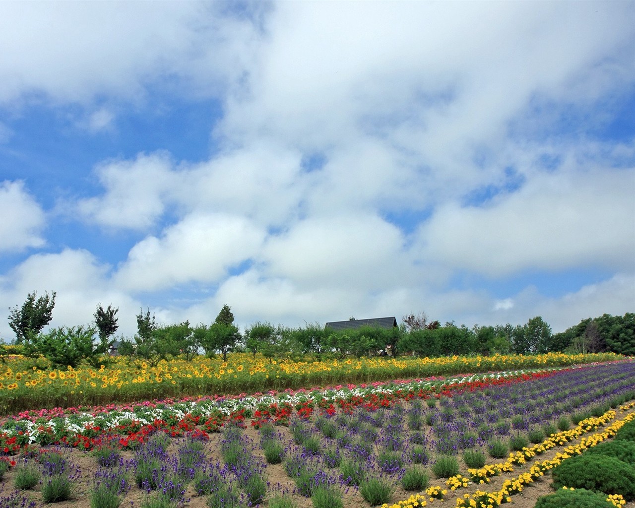 Hokkaido countryside scenery #6 - 1280x1024