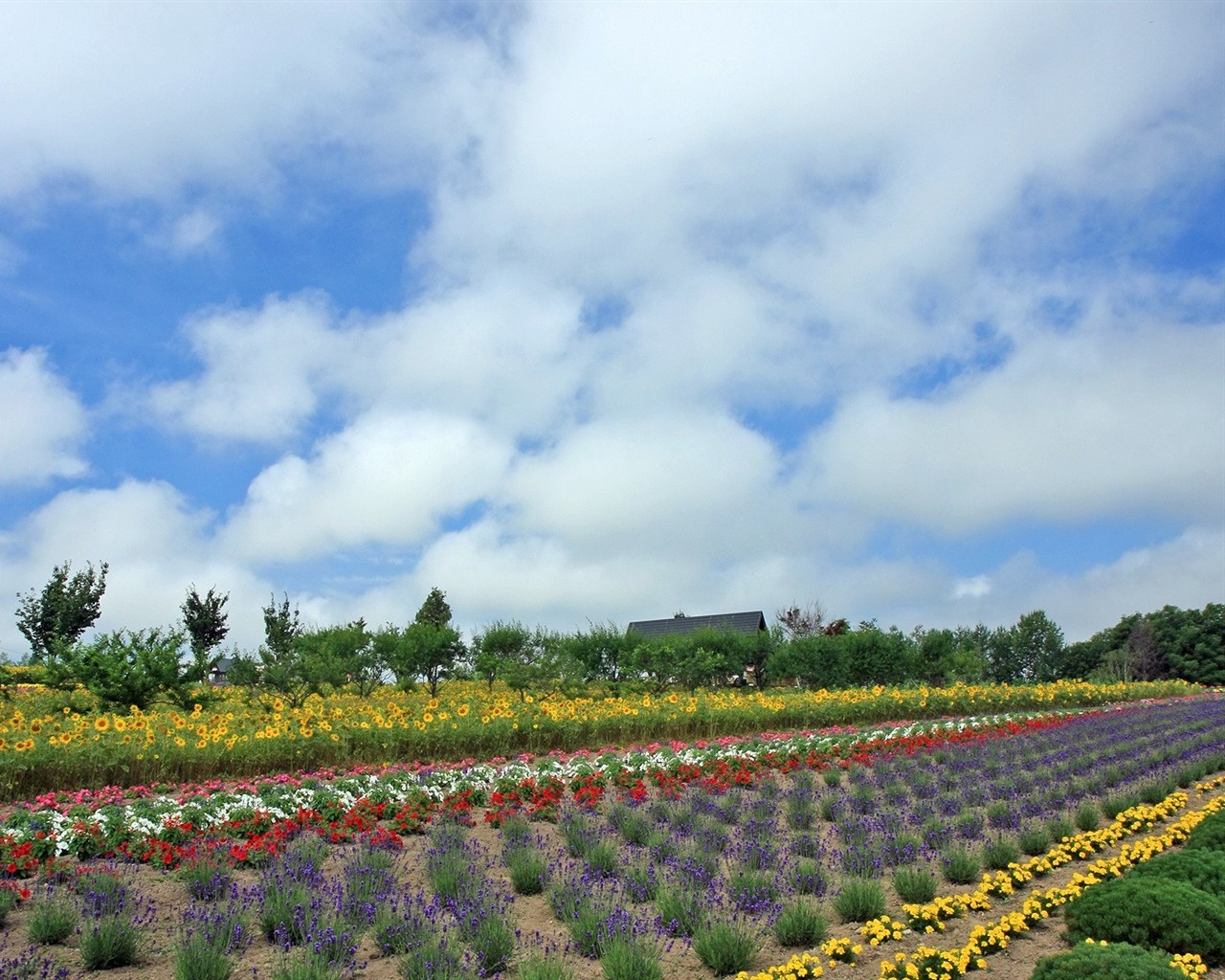 夏日北海道郊外風景 #6 - 1280x1024