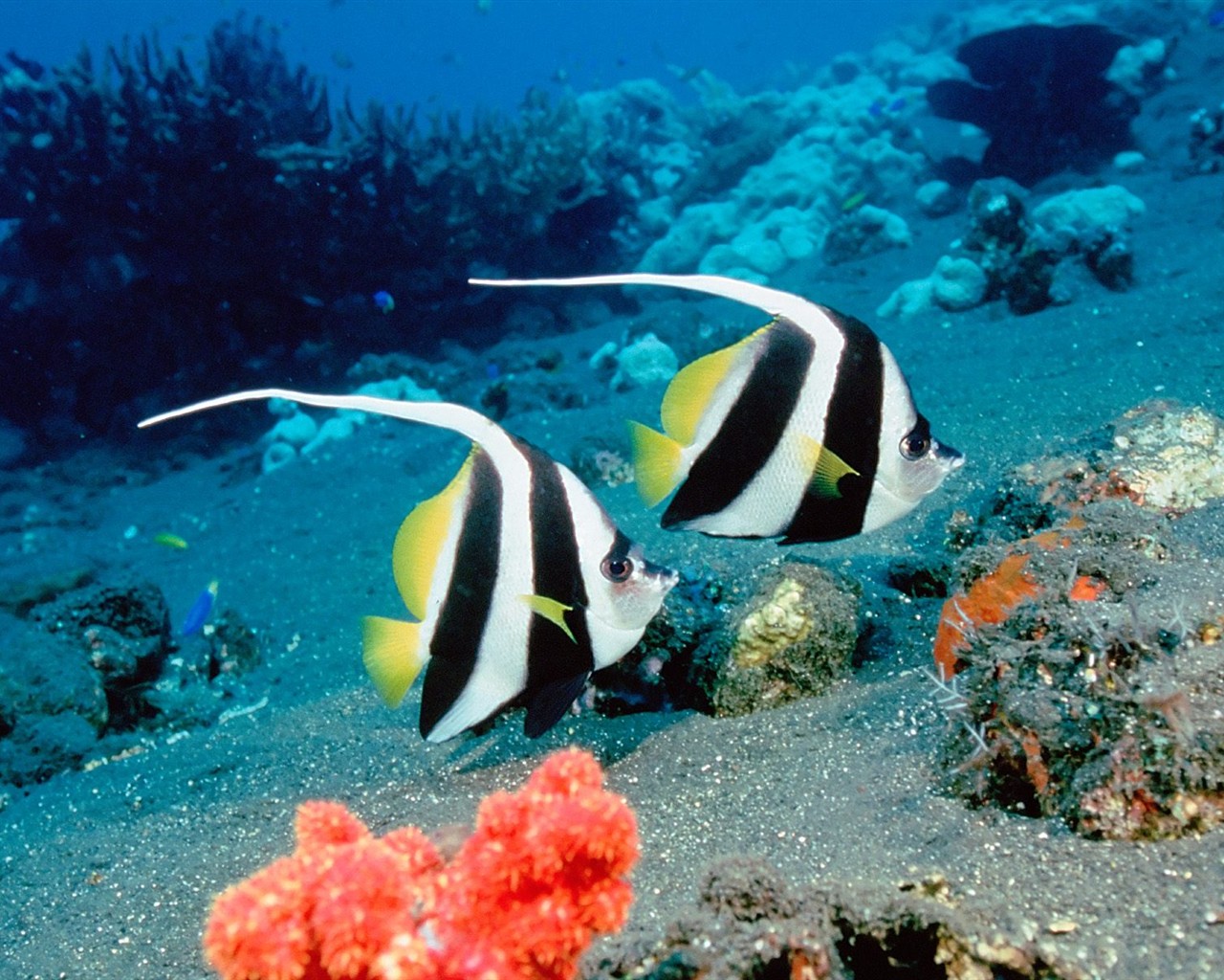 Marine Life Wallpaper Selection (3) #1 - 1280x1024