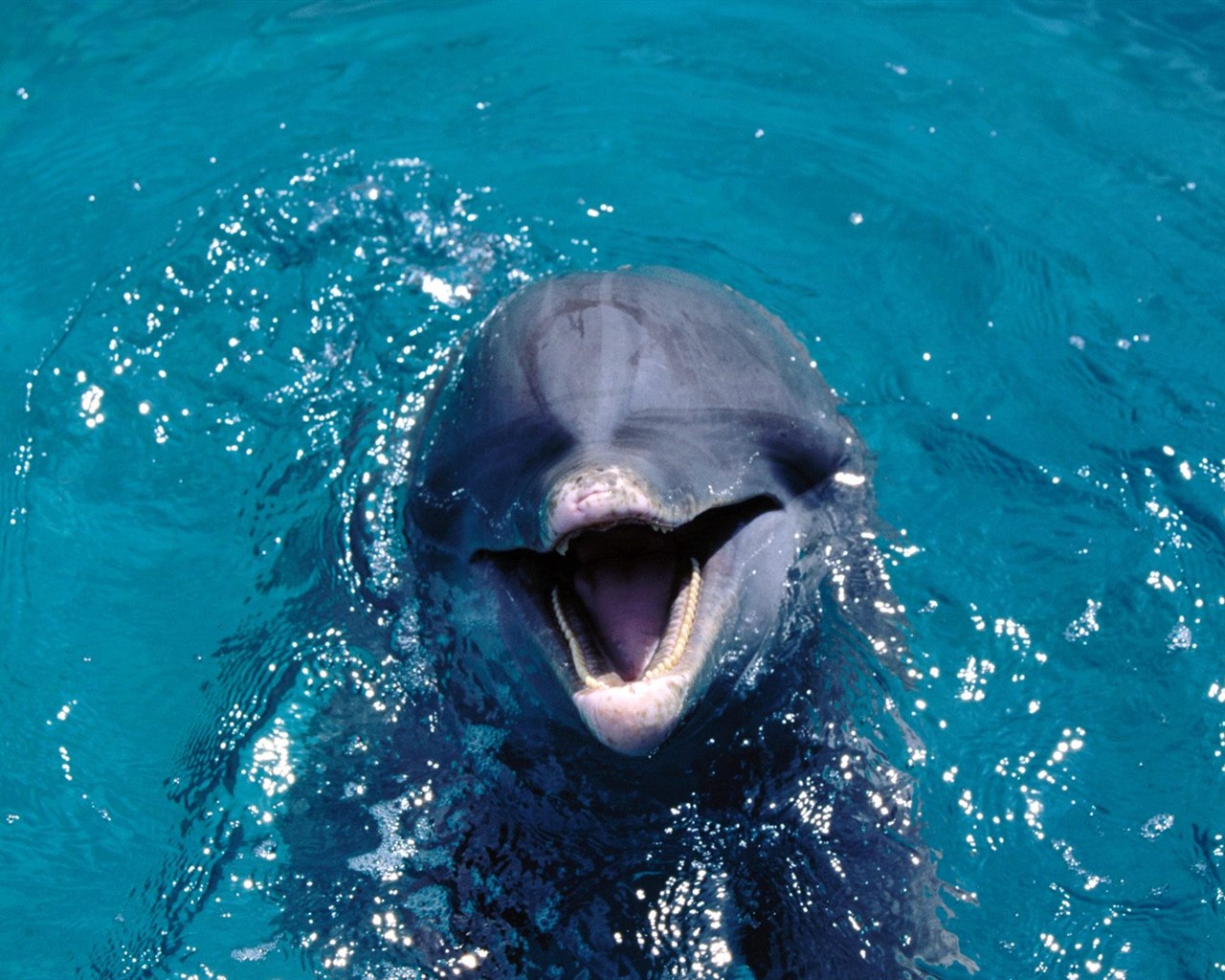 Marine Life Wallpaper Selection (3) #2 - 1280x1024